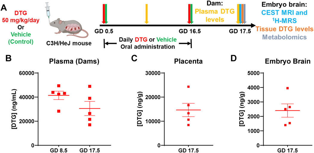 Diagram showing a study on C3H/HeJ mouse given either 50 mg/kg/day DTG or a control. The timeline includes GD 0.5 to GD 17.5 with plasma, placental, and embryo brain DTG levels measured. Graphs show DTG concentrations in plasma at GD 8.5 and 17.5, placenta at GD 17.5, and embryo brain at GD 17.5, with red markers indicating data points.