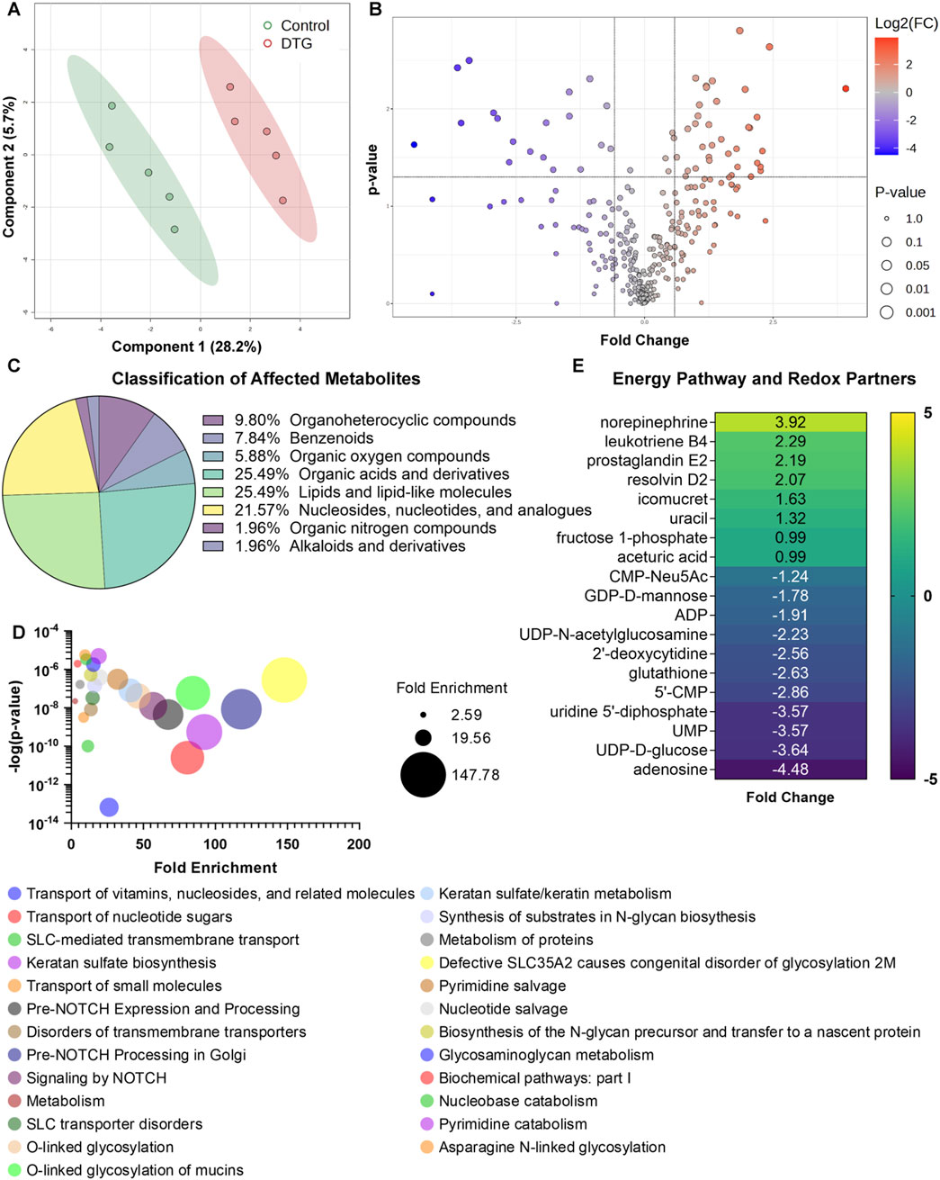 Panel A shows a scatter plot of two groups, Control and DTG, with distinct ellipses indicating data separation. Panel B is a volcano plot displaying statistical significance and fold change of metabolites, color-coded by log2 fold change and sized by p-value. Panel C is a pie chart classifying affected metabolites into categories such as lipids, acids, and nucleotides. Panel D presents a bubble plot of fold enrichment versus statistical significance, with bubbles sized and colored by enrichment level. Panel E is a heatmap of energy pathways and redox partners, colored by fold change values.