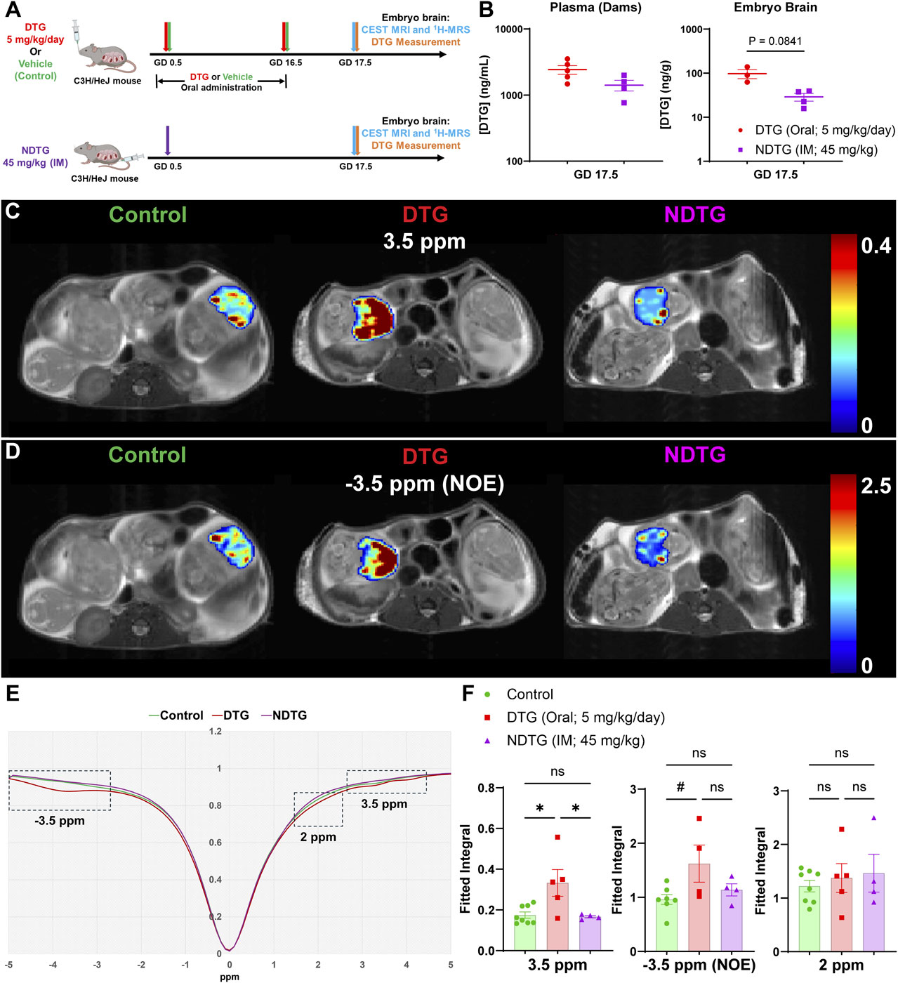 A study on DTG treatment effects in mice. Panel A shows the treatment schedule for oral DTG or vehicle, and IM NDTG. Panel B presents plasma and embryo brain DTG concentrations. Panel C and D display MRI images comparing control, DTG, and NDTG treatments at 3.5 ppm and -3.5 ppm levels. Panel E depicts a graph of chemical shifts. Panel F shows bar graphs with fitted integrals for different treatments at 3.5, -3.5 (NOE), and 2 ppm, indicating statistical significance with asterisks and hash marks.