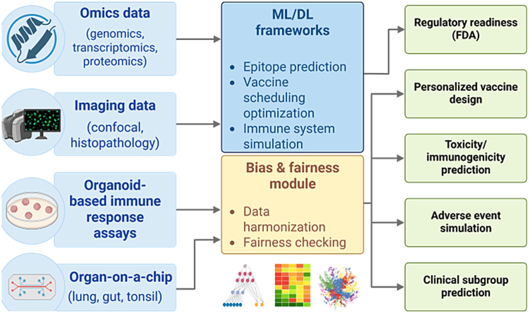 Flowchart illustrating a framework for integrating biological data with machine learning (ML) and deep learning (DL) for vaccine development. Inputs include omics data, imaging data, organoid-based assays, and organ-on-a-chip systems. These feed into ML/DL frameworks and a bias and fairness module, addressing tasks like epitope prediction, vaccine scheduling, immune simulation, data harmonization, and fairness checking. Outputs include regulatory readiness, personalized vaccine design, toxicity prediction, adverse event simulation, and clinical subgroup prediction.