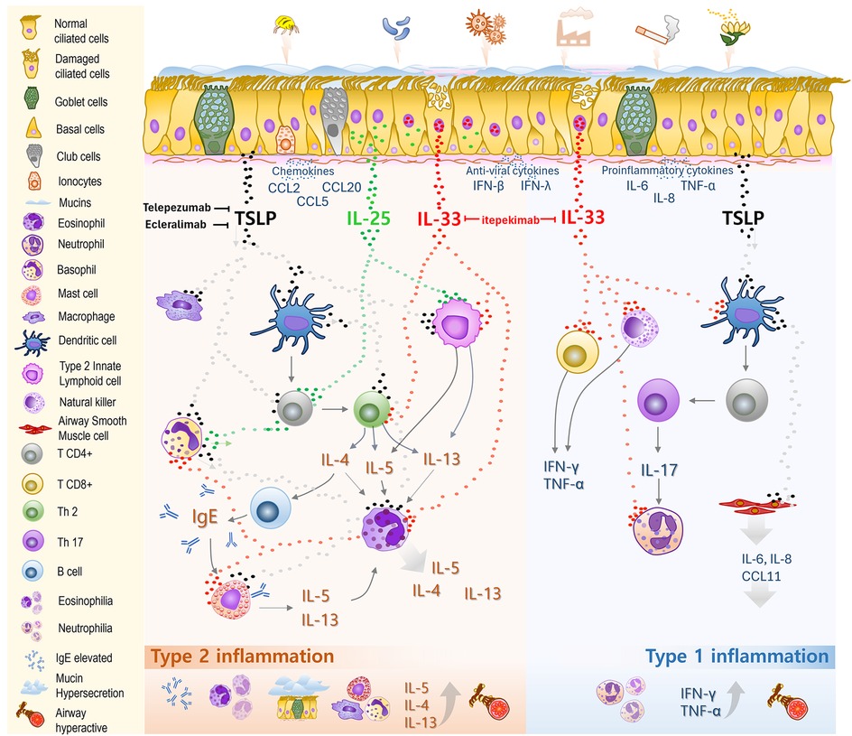 Illustration showing the inflammatory mechanisms in response to external stimuli like allergens and pollutants, involving various cells and cytokines. Includes pathways for type 2 inflammation with IL-4, IL-5, IL-13, and type 1 inflammation with IFN-γ and TNF-α. TSLP, IL-25, IL-33, and their interactions with different immune cells are highlighted, along with potential intervention points using antibodies like Tezepelumab and Itepekimab. A key on the left identifies cell types such as macrophages, dendritic cells, and eosinophils.