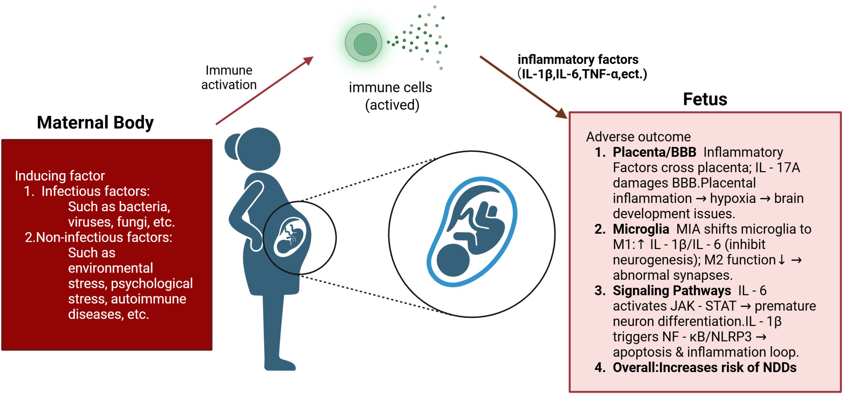 Diagram illustrating maternal immune activation and its impact on the fetus. On the left, a red box lists inducing factors: infectious (bacteria, viruses, fungi) and non-infectious (environmental stress, psychological stress, autoimmune diseases). Arrows indicate activation of immune cells and inflammatory factors. On the right, a pink box outlines fetal adverse outcomes: placental inflammation, microglial shift, signaling pathway disruptions, and increased risk of neurodevelopmental disorders (NDDs). A silhouette of a pregnant woman with a highlighted fetus is central, with lines connecting elements.