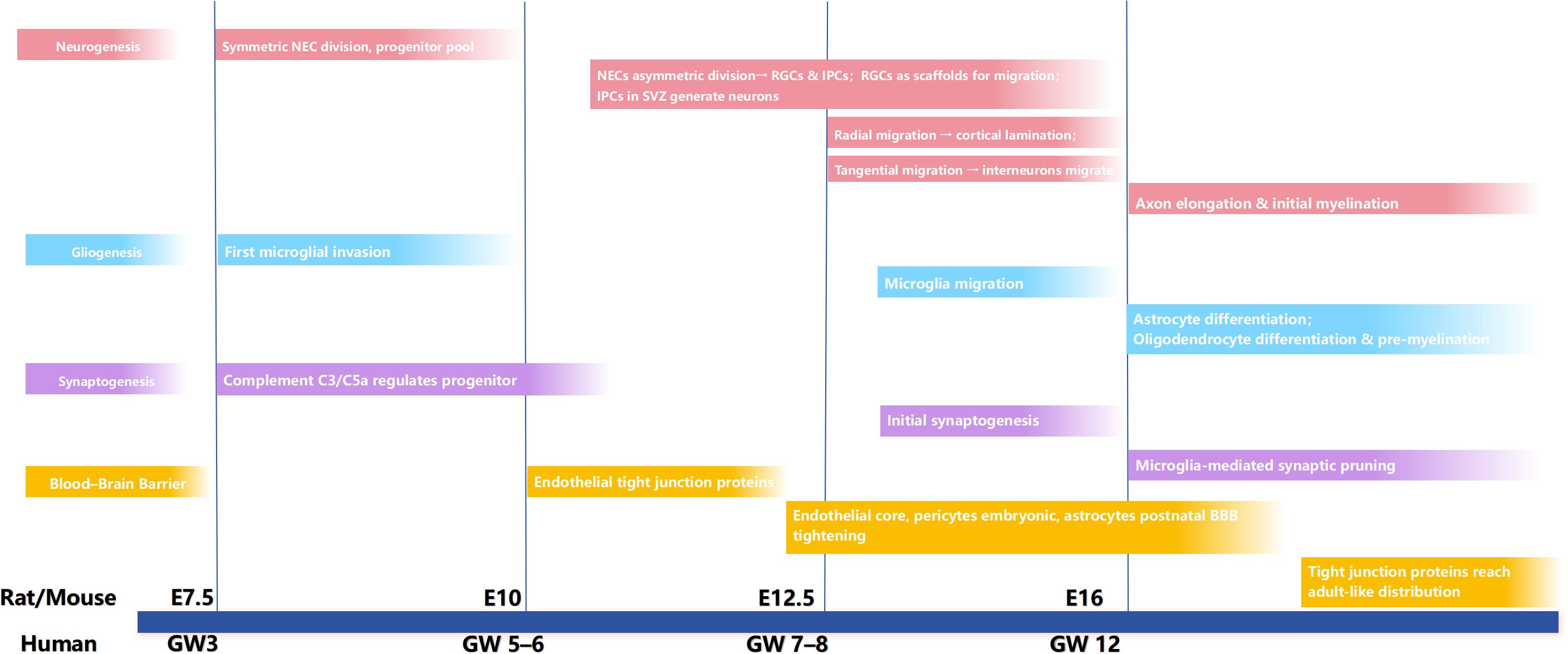 Timeline comparing developmental processes in rat/mouse and human, from embryonic day seven point five (E7.5) to embryonic day sixteen (E16) in rats, and gestational weeks three to twelve in humans. Colored bars indicate phases of neurogenesis, gliogenesis, synaptogenesis, and blood-brain barrier development. Key events include neuronal migration, synapse formation, microglial activity, and blood-brain barrier maturation.