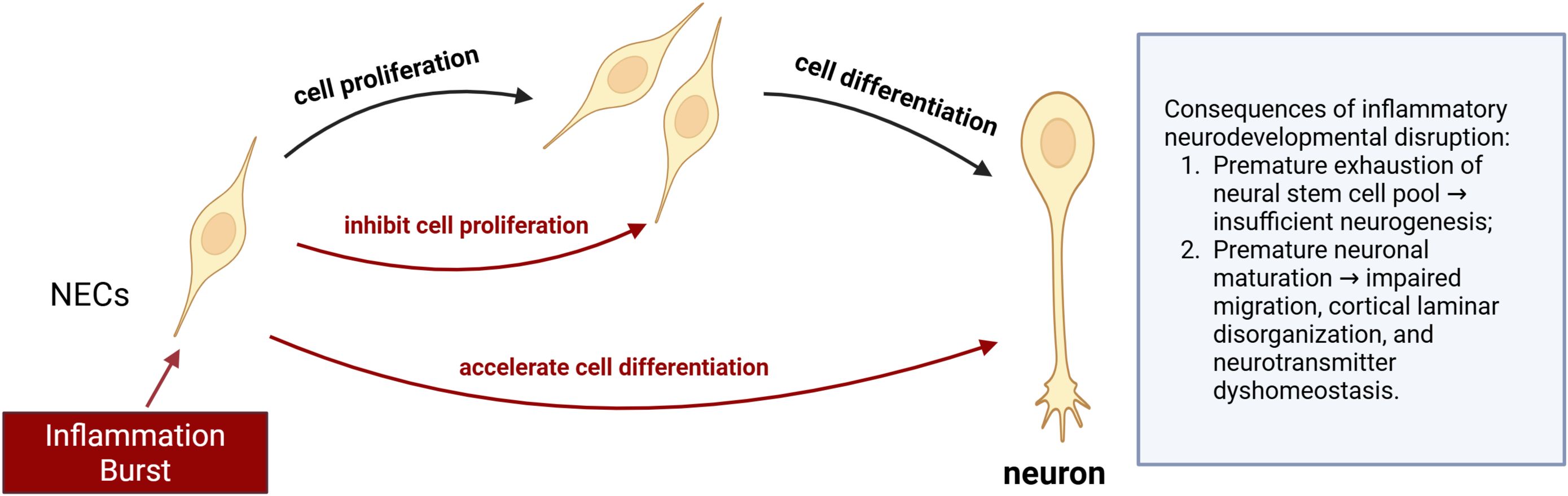 Diagram illustrating the effects of an inflammation burst on neural cells (NECs). Normal processes include cell proliferation and differentiation. Inflammation inhibits proliferation and accelerates differentiation, leading to premature neural maturation. Consequences include neural stem cell exhaustion, impaired migration, cortical disorganization, and neurotransmitter imbalance.