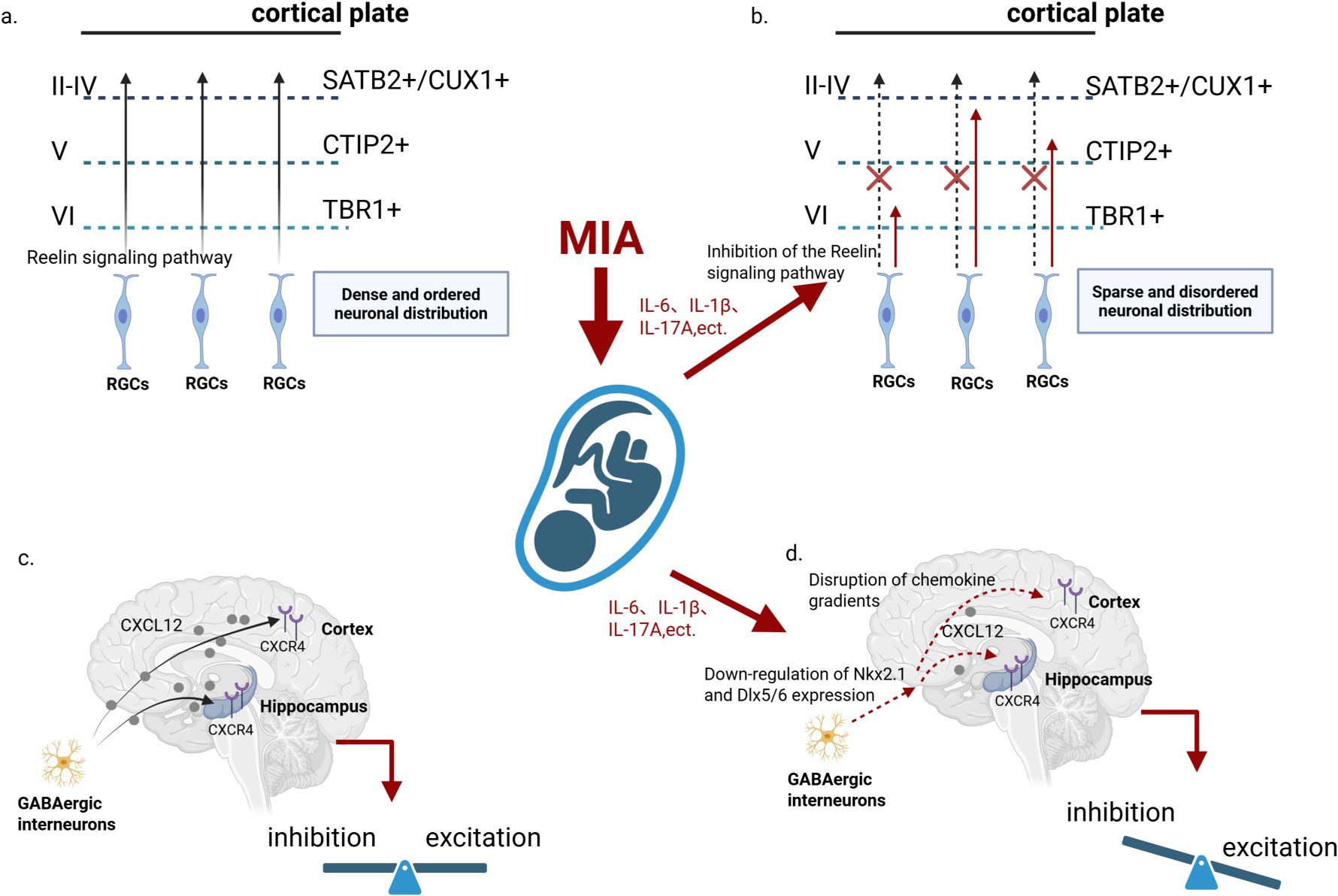 Diagram illustrating the effects of maternal immune activation (MIA) on brain development. Panel a shows normal neuronal distribution in the cortical plate with SATB2/CUX1, CTIP2, and TBR1 markers. Panel b depicts disrupted distribution and inhibition of the Reelin signaling pathway due to MIA, with cytokines IL-6, IL-1β, and IL-17A indicated. Panel c shows GABAergic interneurons in the brain with balanced inhibition and excitation. Panel d illustrates disruption in chemokine gradients and down-regulation of Nkx2.1 and Dlx5/6 expression, leading to an imbalance with increased excitation.