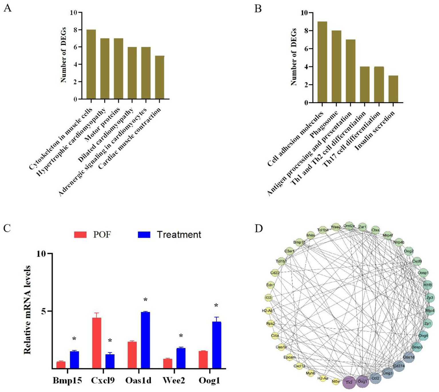 Four panels depict biological data visualizations. Panel A: A bar chart showing the number of differentially expressed genes (DEGs) in various biological processes related to muscle cells. Panel B: A bar chart illustrating DEGs in immune-related processes. Panel C: A bar chart comparing relative mRNA levels of specific genes between POF (red) and treatment (blue) groups, with noticeable differences. Panel D: A network diagram displaying interactions among genes, represented as interconnected nodes of different colors.