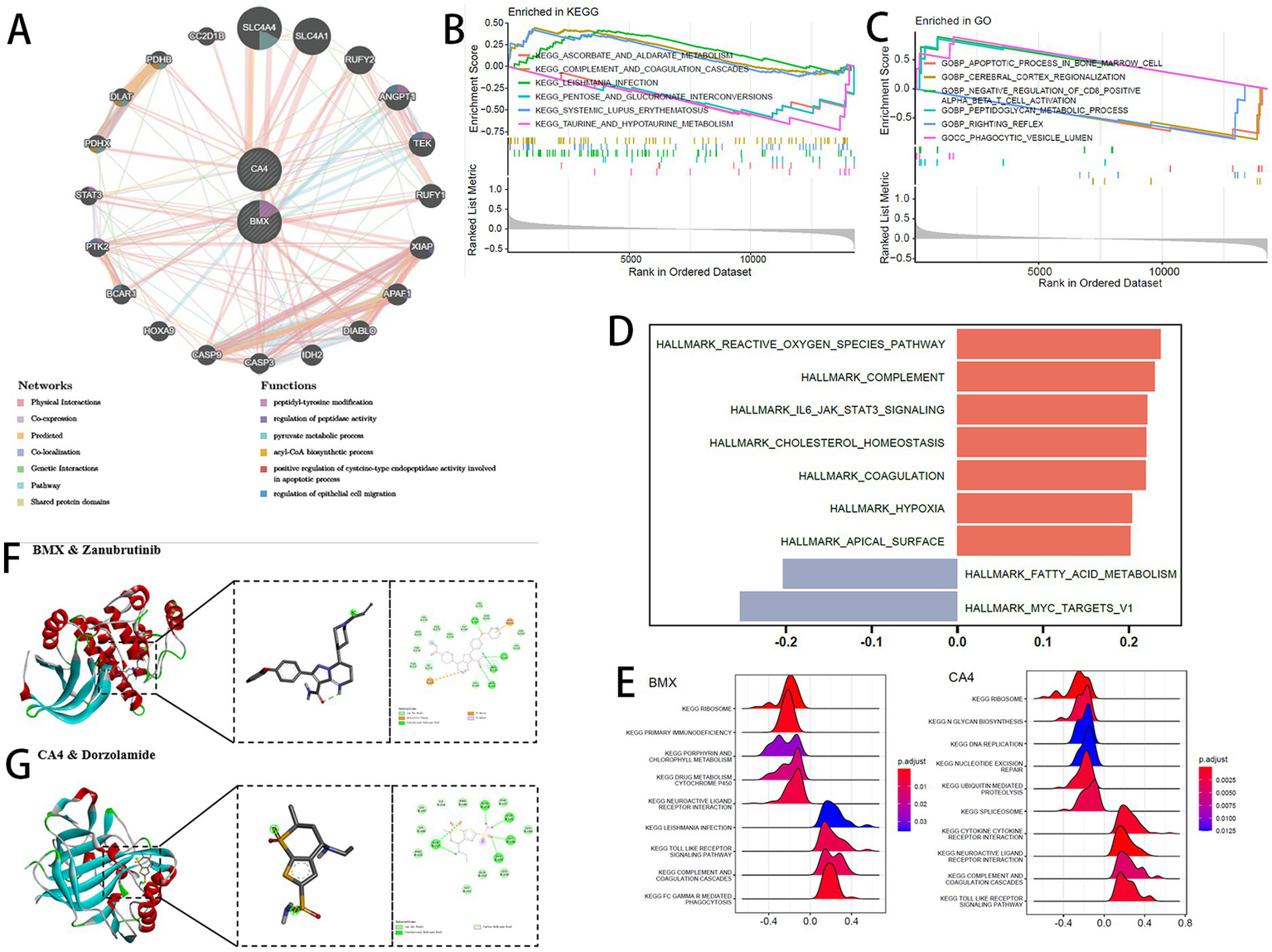 The image contains several panels illustrating various bioinformatics analyses: A) A network diagram showing interactions and functions among proteins with color-coded categories. B and C) Graphs displaying enrichment scores for KEGG and GO pathways, respectively. D) A bar chart presenting hallmark pathways. E) Density plots comparing BMX and CA4 pathways. F and G) Molecular structures of BMX and Zanubrutinib, CA4 and Dorzolamide, with detailed molecular interactions shown in boxed insets. Each panel is labeled and color-coded to convey specific types of data or analysis results.