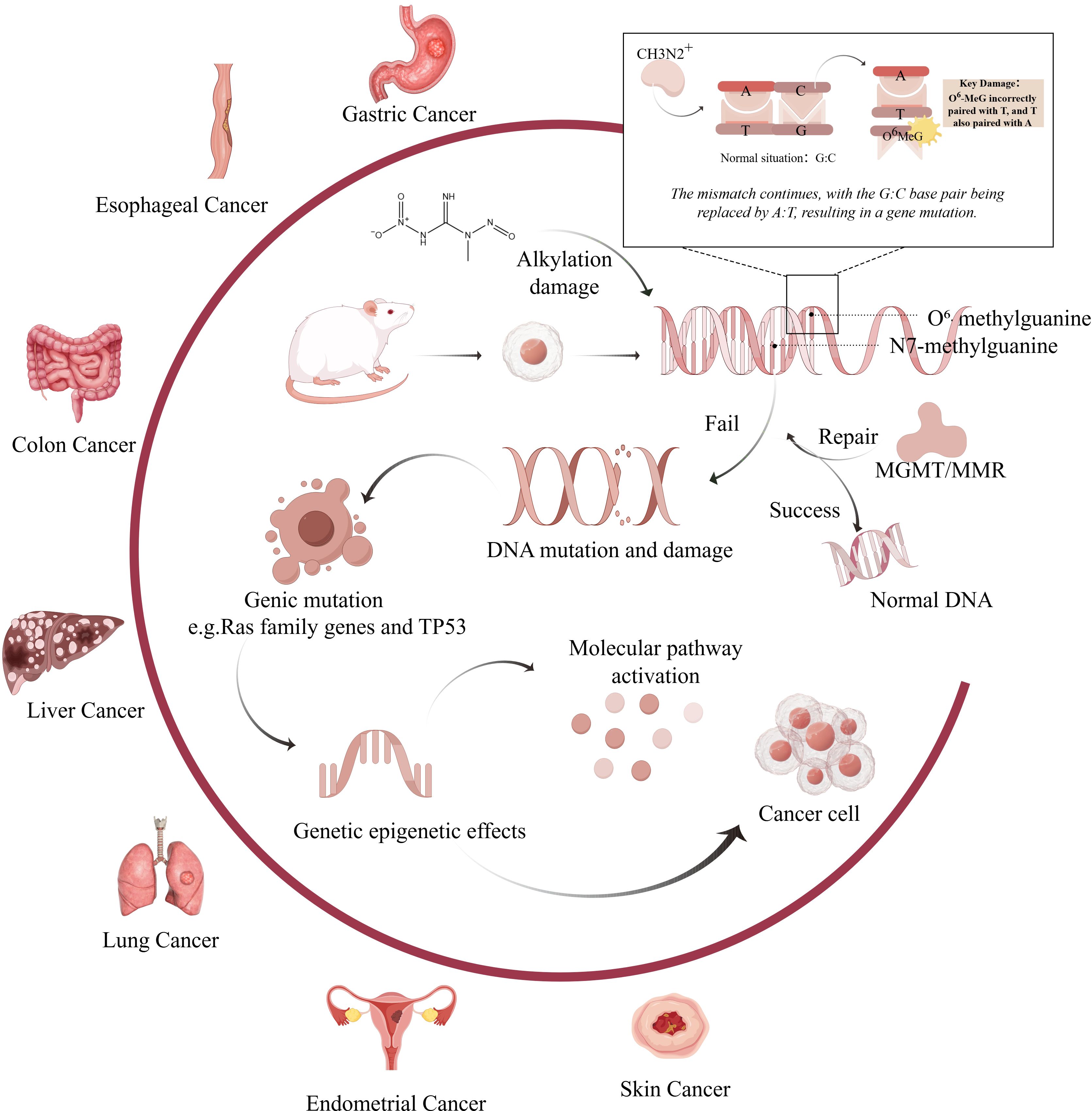 Flowchart depicting the process of DNA mutation leading to various cancers. Alkylation damage causes DNA damage. If repair fails, mutations activate molecular pathways causing genic mutations. This results in cancer cell development. Various cancers shown include esophageal, gastric, colon, liver, lung, endometrial, and skin cancer. A diagram illustrates base pairing mismatches leading to mutations.