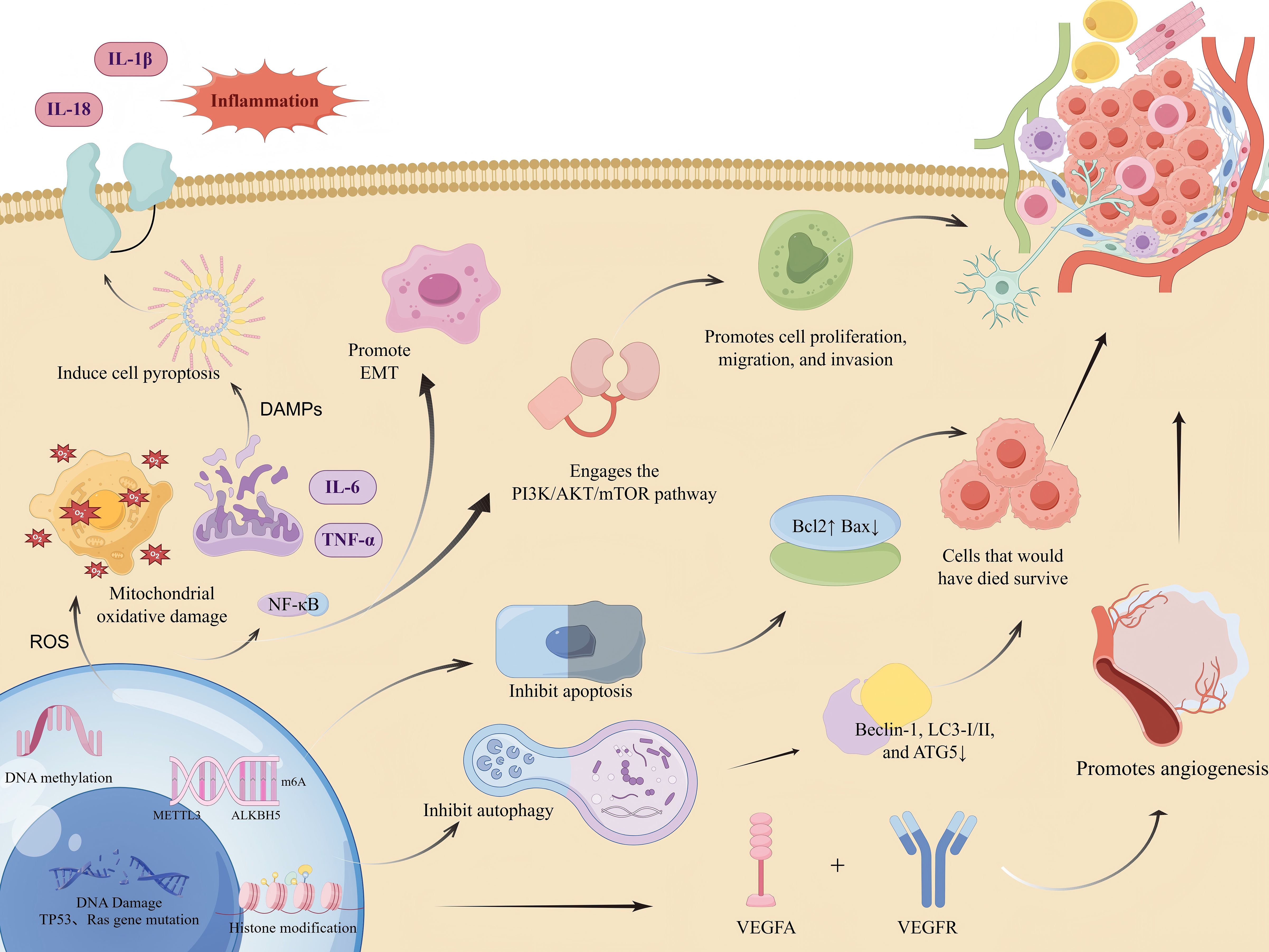 Diagram illustrating the process of inflammation and its effects on cells. Inflammation is driven by IL-1β and IL-18, leading to cell pyroptosis and mitochondrial oxidative damage. This activates pathways like NF-κB and PI3K/AKT/mTOR, promoting cell proliferation, migration, and invasion. Apoptosis is inhibited, allowing cells that would have died to survive. EMT (epithelial-mesenchymal transition) is promoted, while autophagy is inhibited by factors like Beclin-1 and ATG5. Angiogenesis is enhanced via VEGFA and VEGFR interaction. DNA alterations, including methylation and histone modification, contribute to the process.