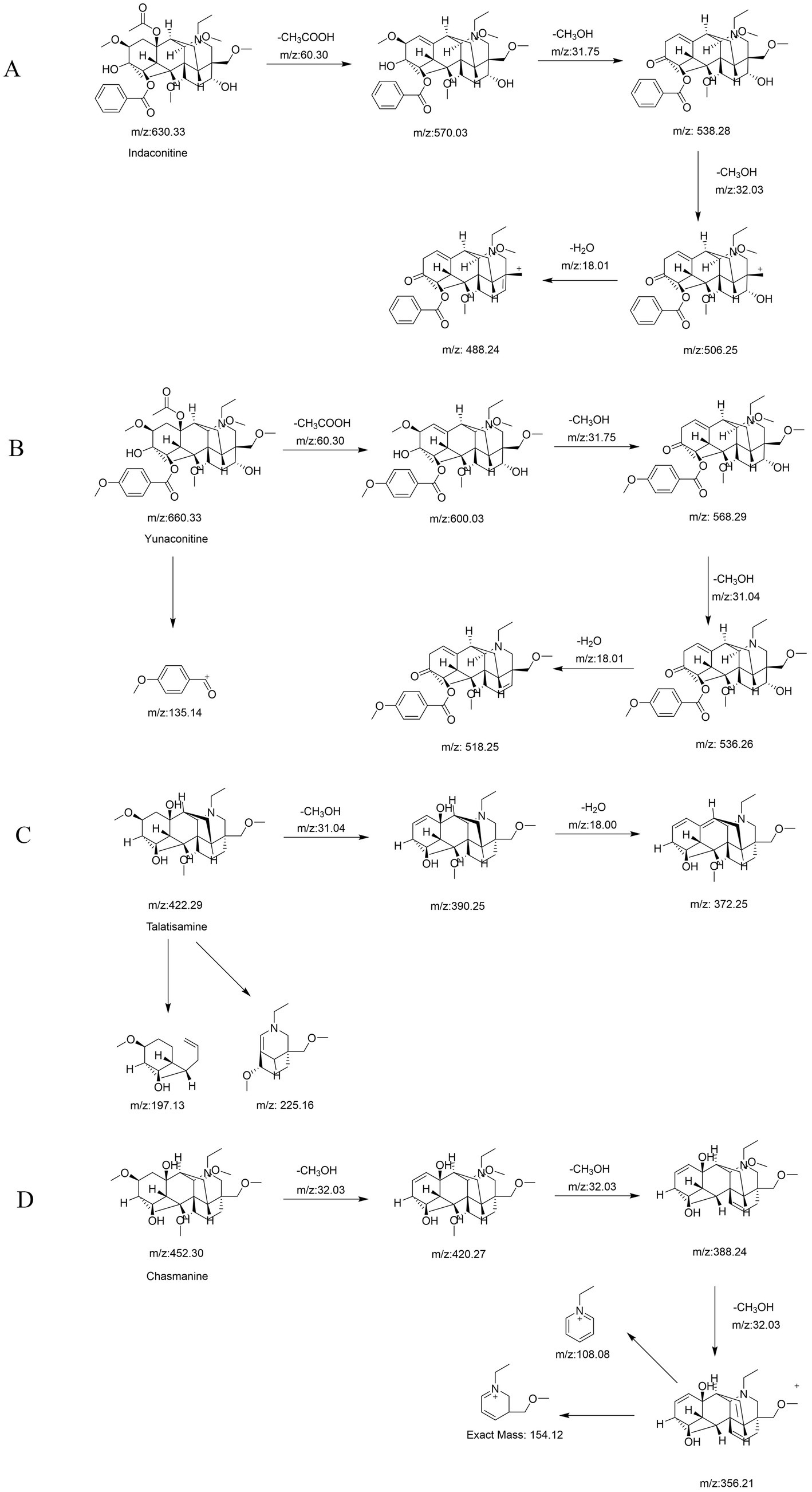 Chemical pathways illustrating the mass spectrometry fragmentation of A) Indaconitine, B) Yunaconitine, C) Talatisamine, and D) Chasmanine. Each section shows molecular structures with mass-to-charge ratios (m/z) and specific fragmentations due to loss of functional groups like CH₃COOH and CH₃OH. These pathways detail the stepwise breakdown of each compound into smaller ions with corresponding m/z values. Graphical arrows indicate the transformation from one structure to another with associated mass changes.