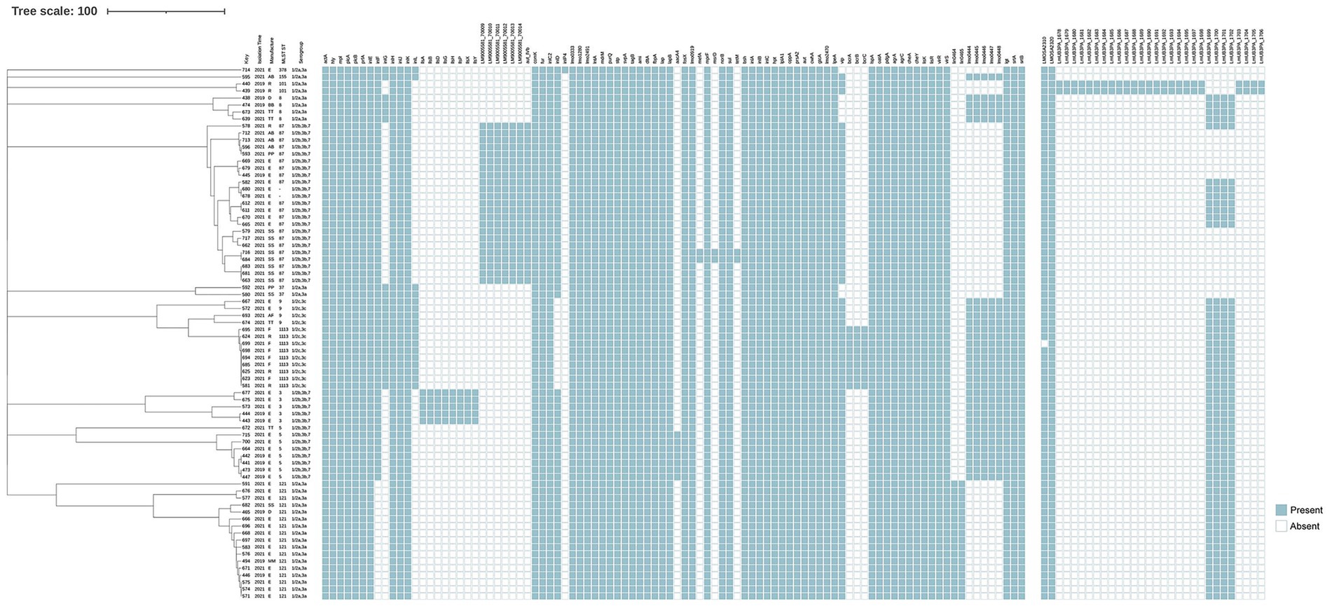 Phylogenetic tree and heatmap showing genomic data. The tree on the left displays relationships among various strains, while the heatmap on the right uses blue and white squares to indicate the presence or absence of specific genes. The key illustrates color coding: blue for present and white for absent.
