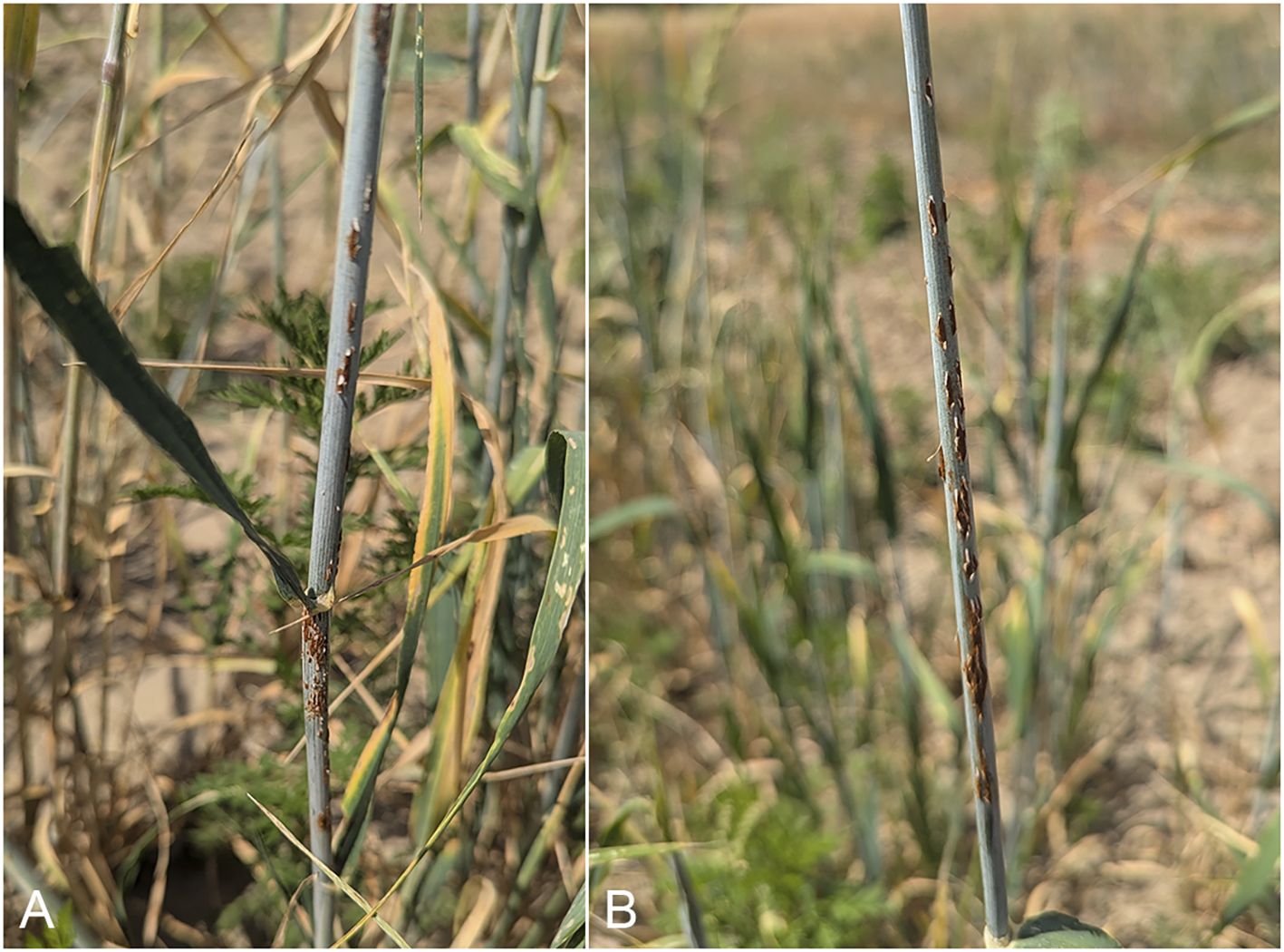 Two images labeled A and B show close-ups of plant stems with brown lesions. The surrounding foliage is mostly green with some dried leaves. The background is an out-of-focus field.