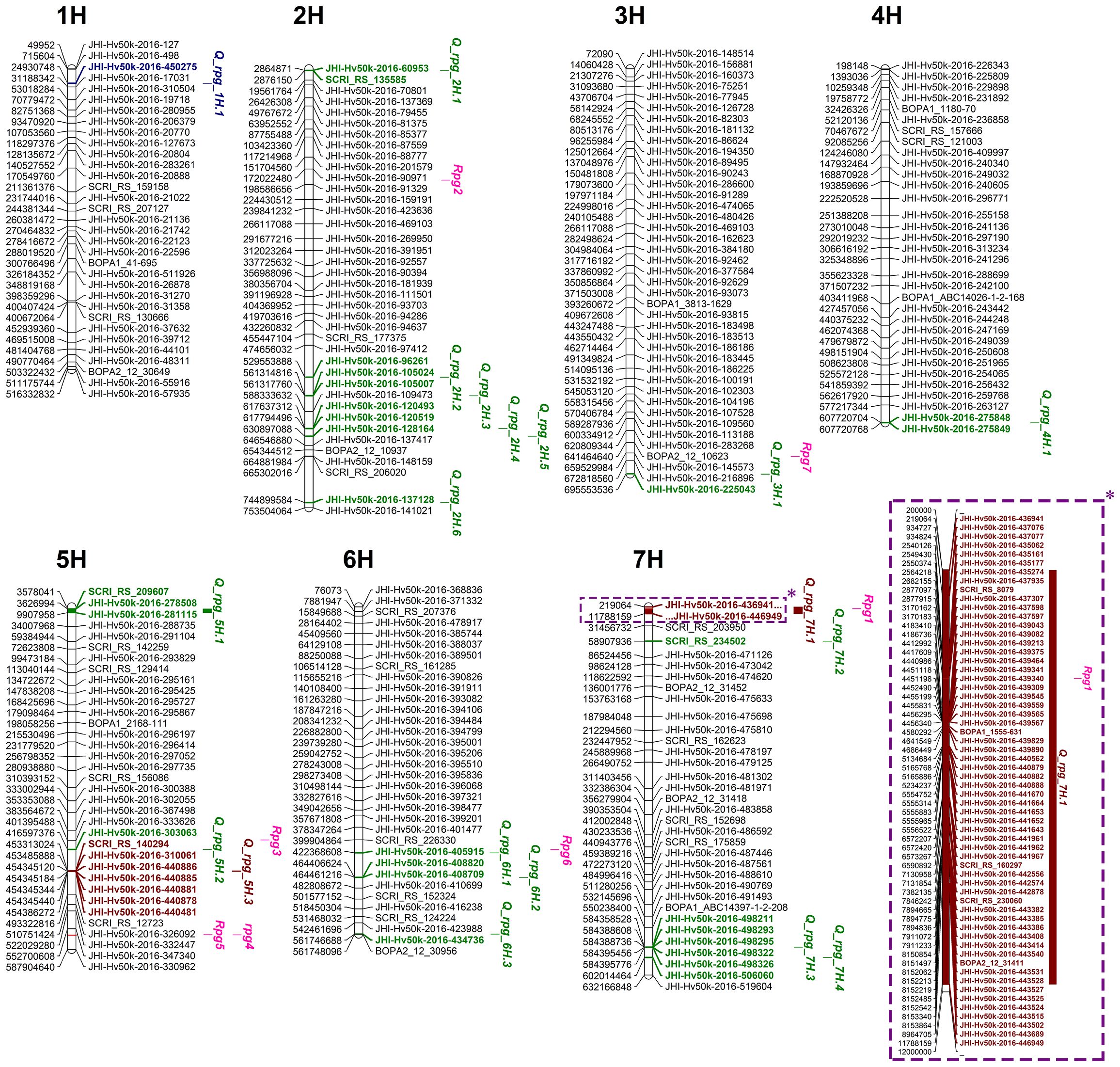Schematic diagrams of barley chromosomes 1H to 7H showing positions of genetic markers, QTLs and genes. Chromosomes are labeled at the top with numbers. Green, blue, and brown text indicate different QTLs. Pink indicates resistance genes. Chromosomes are depicted as vertical bars with numbers indicating SNP positions. Chromosome 7H includes a highlighted section outlined in a frame, with enlarged text on the right.