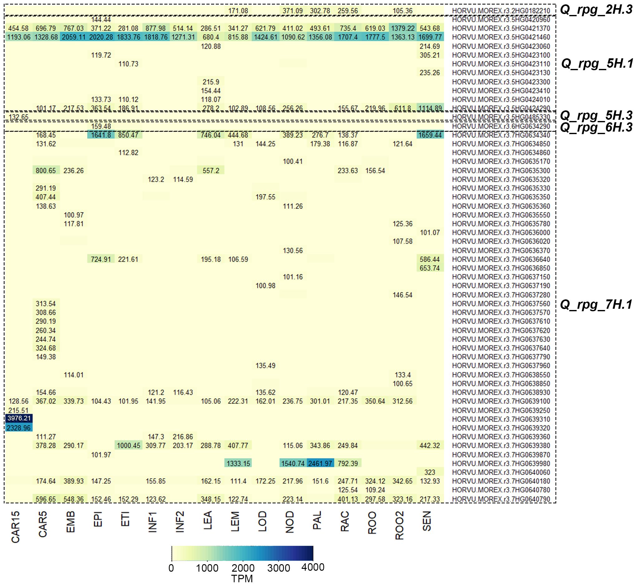 Heatmap displaying gene expression data with TPM values across different tissues labeled on the x-axis, such as CAR15, CAR6, and others. QTLs are listed on the y-axis under categories like Q_rpg_2H.3. TPM values range from 0 to 4000, color-coded from light yellow to dark blue.