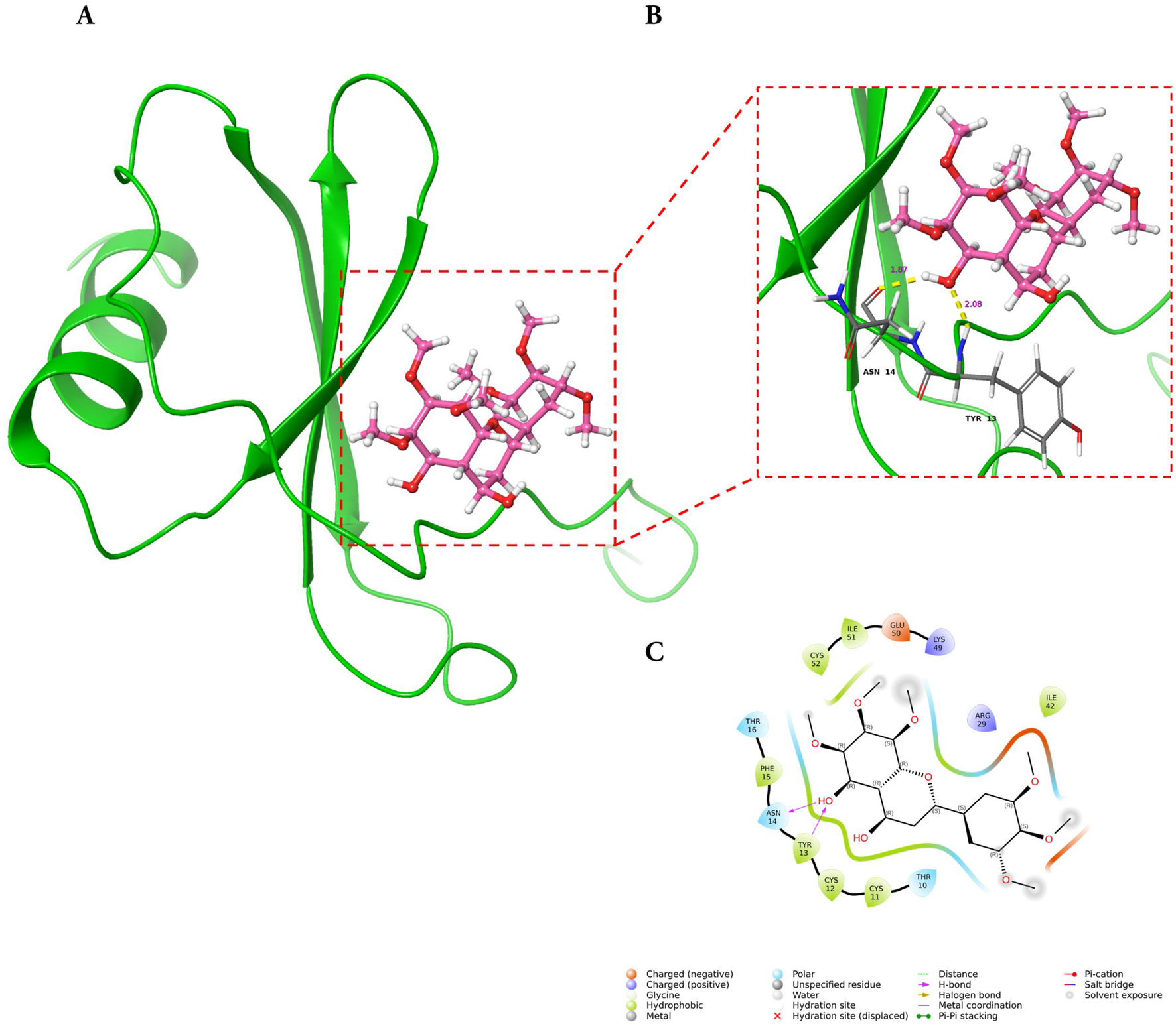 Diagram showing a protein-ligand interaction. Part A displays a ribbon model of MCP-1 protein in green, with a pink ligand. Part B zooms in on the interaction site, highlighting key amino acids and bonds. Part C is a schematic representation with color-coded symbols indicating various interaction types, such as hydrogen bonds and pi-stacking.
