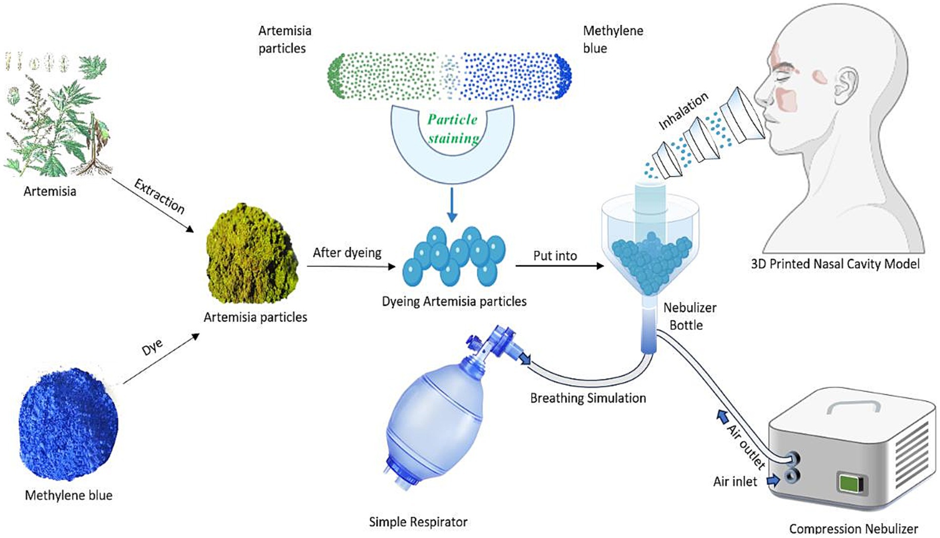 Flowchart showing the process of using Artemisia particles and methylene blue dye for inhalation studies. Artemisia particles are extracted and dyed with methylene blue. The dyed particles are placed into a nebulizer bottle connected to a compression nebulizer. The setup simulates breathing through a 3D printed nasal cavity model, illustrating the particles' inhalation pathway via a respirator.