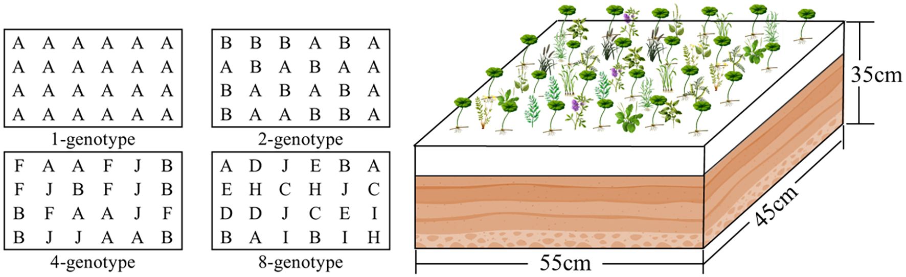 Illustration of plant biodiversity: Four grids show different genotypic arrangements labeled 1-genotype, 2-genotype, 4-genotype, and 8-genotype. A 3D plot diagram on the right depicts a rectangular raised soil bed with various plants, labeled with dimensions 55 centimeters by 45 centimeters by 35 centimeters.