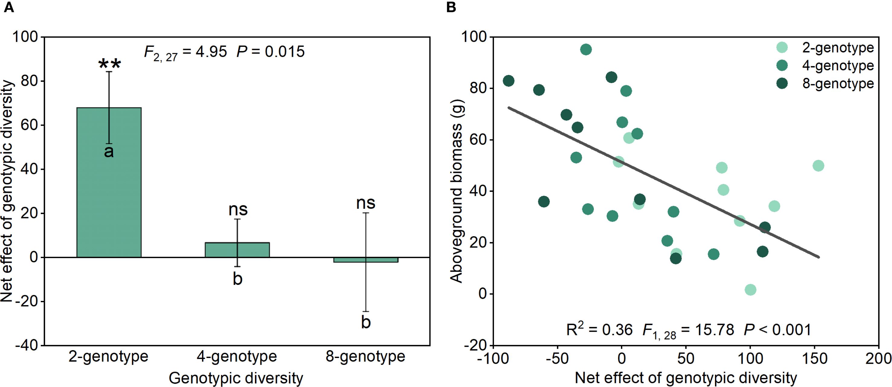 Chart A shows a bar graph of the net genotypic diversity effect, with 2-genotype significantly higher than 4-genotype and 8-genotype. Chart B is a scatter plot with a trend line, displaying a negative correlation between net effect of genotypic diversity and aboveground biomass. Different shades represent 2-genotype, 4-genotype, and 8-genotype. Statistical annotations are present on both graphs.