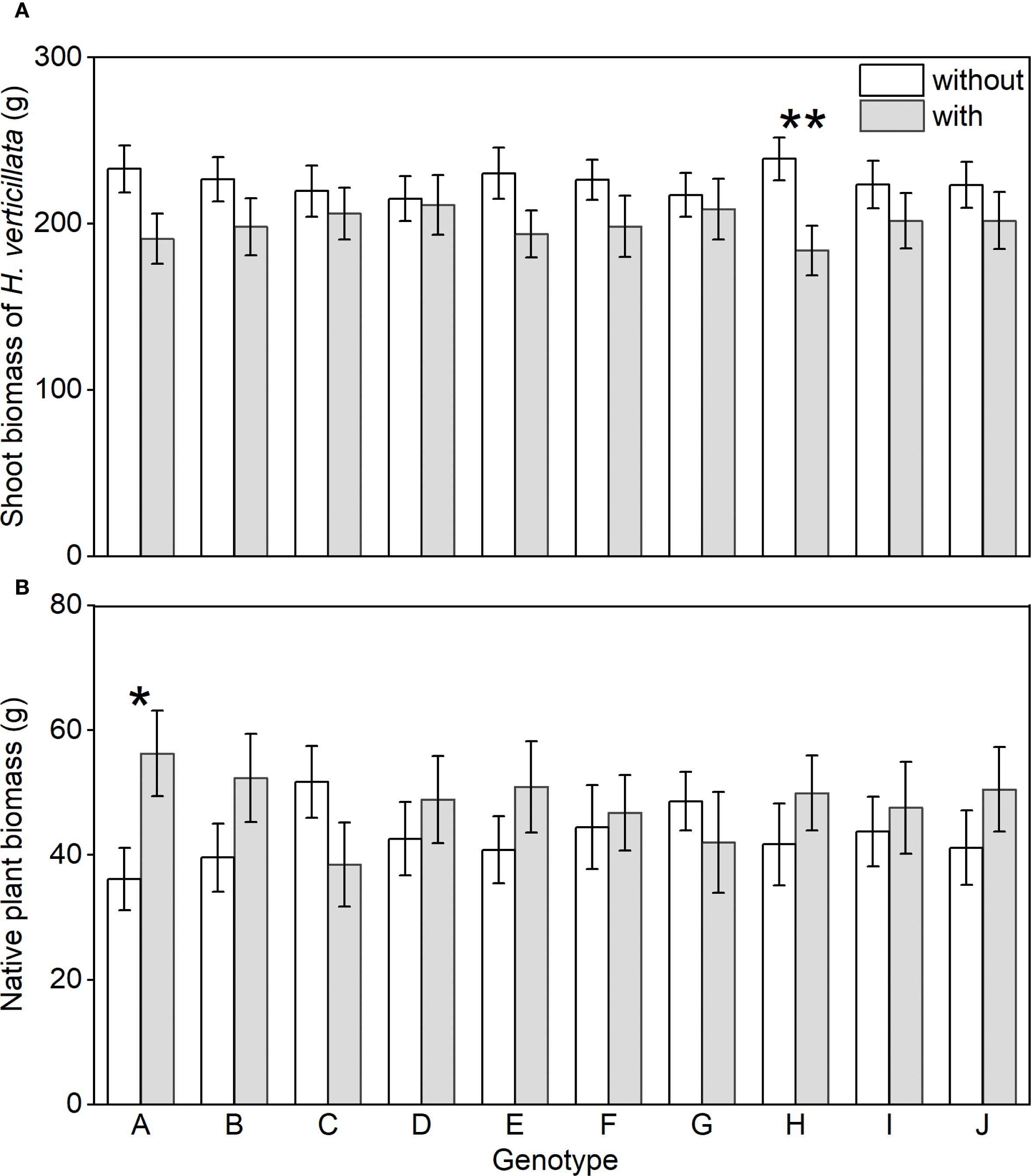 Bar charts titled A and B display shoot biomass of Hydrocotyle verticillata and native plant biomass, respectively, for genotypes A to J. In chart A, the bars show values with and without the presence of the target genotypes, denoted by gray and white bars. Asterisks indicate significant differences. Chart B follows a similar format.