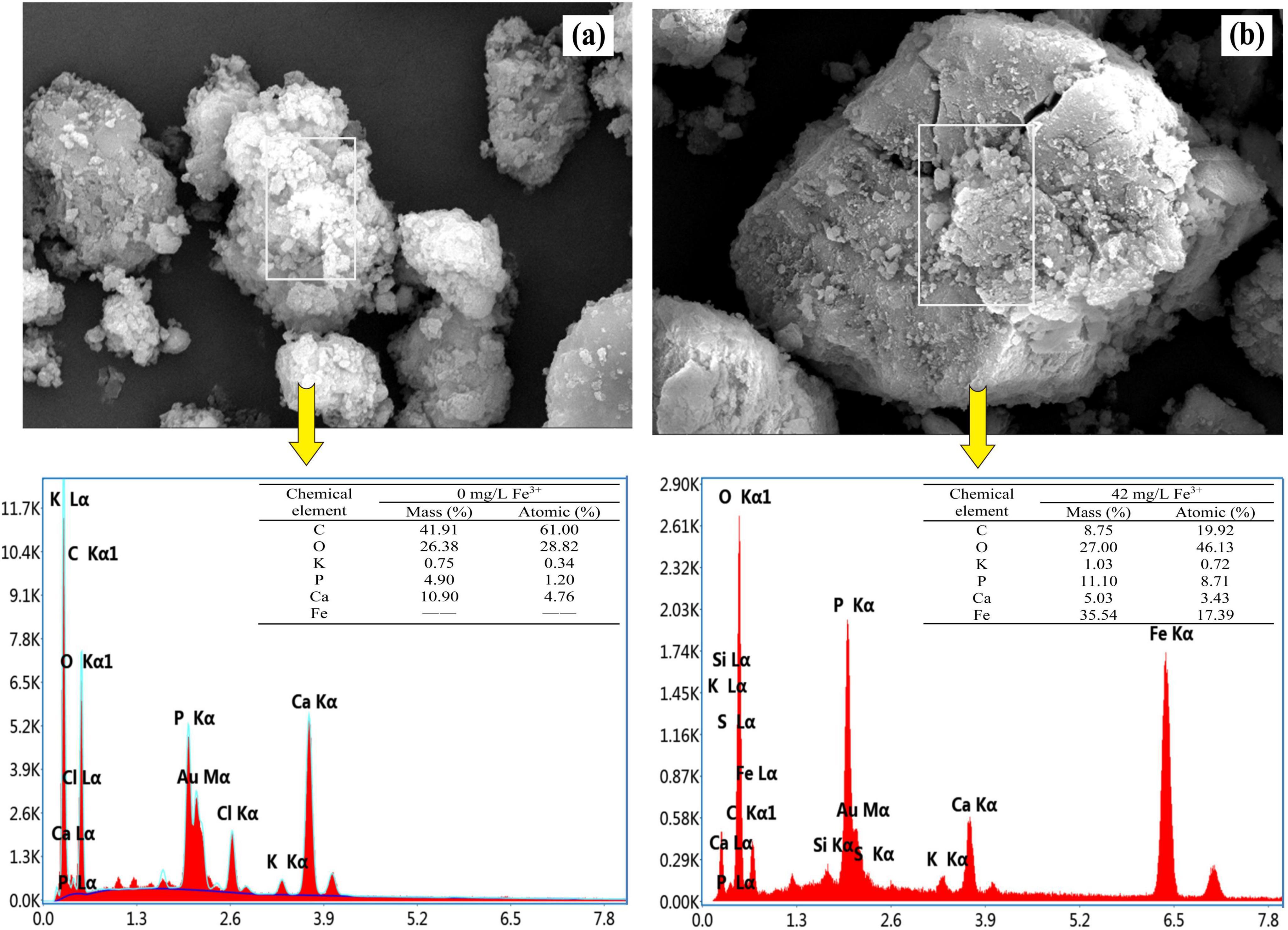 Two panels display electron microscope images of particles, labeled (a) and (b). Below each image are corresponding graphs showing elemental analysis. Image (a) has elements including carbon, oxygen, potassium, phosphorus, calcium, and iron with mass percentages detailed. Image (b) shows similar elements with different mass percentages, noting increased iron content. The graphs exhibit peaks for each element identified.