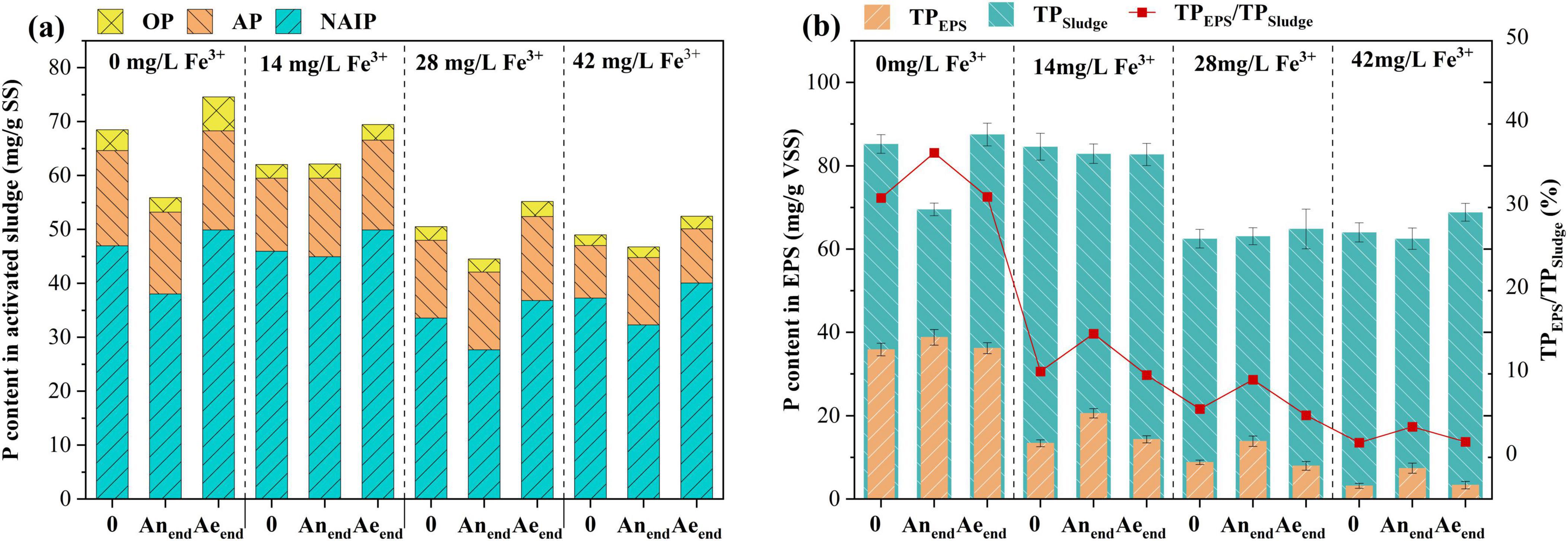 Chart with two panels comparing phosphorus content at varying iron concentrations. Panel (a) shows stacked bars for phosphorus content in activated sludge, categorized by OP, AP, and NAIP. Panel (b) displays phosphorus content in EPS with a line graph for TPEPS/TPSludge percentage. Iron concentrations are 0, 14, 28, and 42 milligrams per liter.