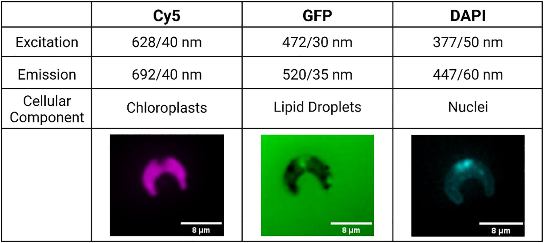 Table and images showing fluorescence microscopy data. The table lists three dyes: Cy5, GFP, and DAPI, with their respective excitation and emission wavelengths. Cy5 shows chloroplasts in magenta, GFP highlights lipid droplets in green, and DAPI displays nuclei in blue. Each fluorescent image captures cellular components at a scale of eight micrometers.