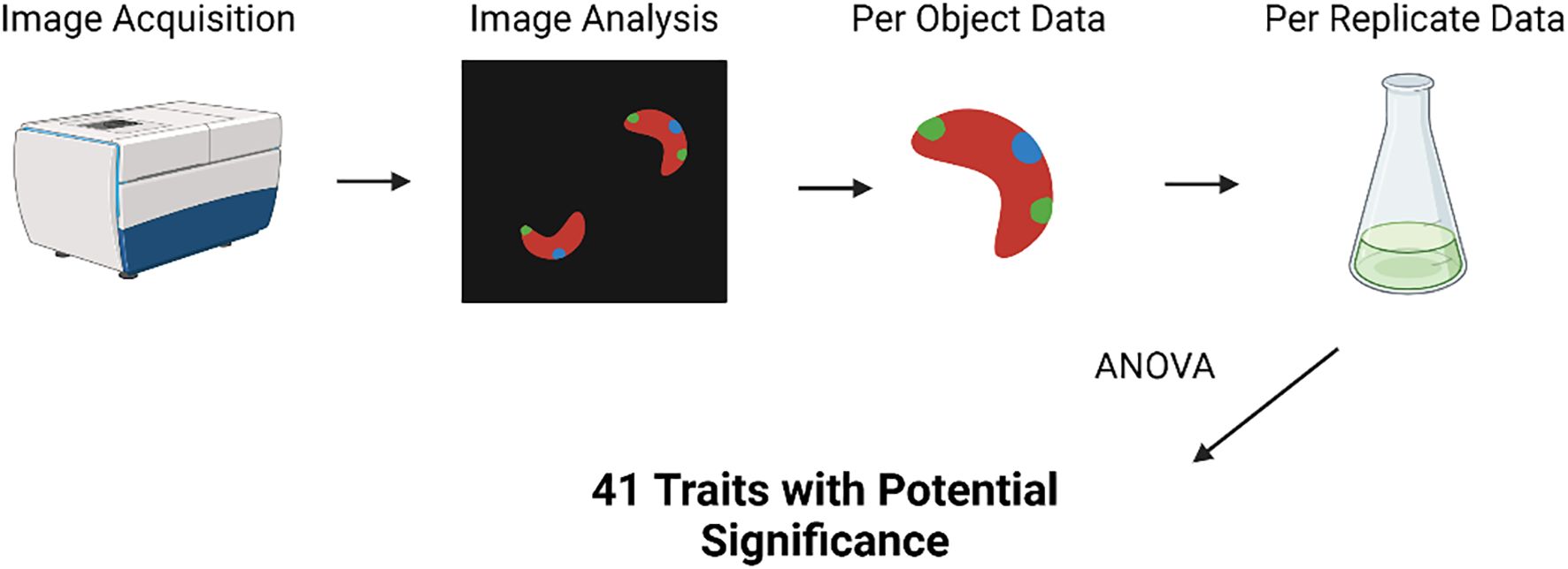 Flowchart illustrating a process involving image acquisition with a scanning device, image analysis showing colored objects, per object data focusing on an individual shape, and per replicate data represented by a flask with liquid. An arrow labeled “ANOVA” points from the flask to text stating “41 Traits with Potential Significance.