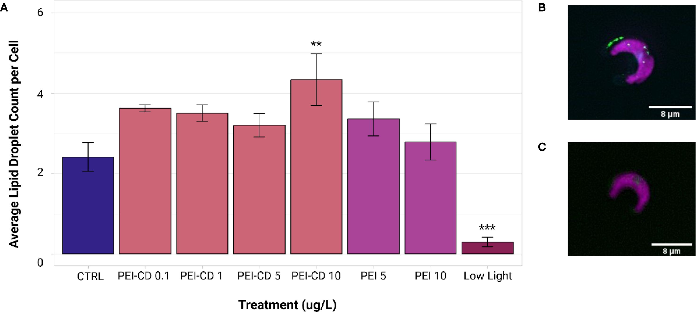 Bar chart and microscope images. The chart shows average lipid droplet count per cell for various treatments, PEI-CD 10 having the highest count. Microscope images B and C depict cells under different light conditions, both showing pink-stained structures. Bar showing 8 micrometers for scale.