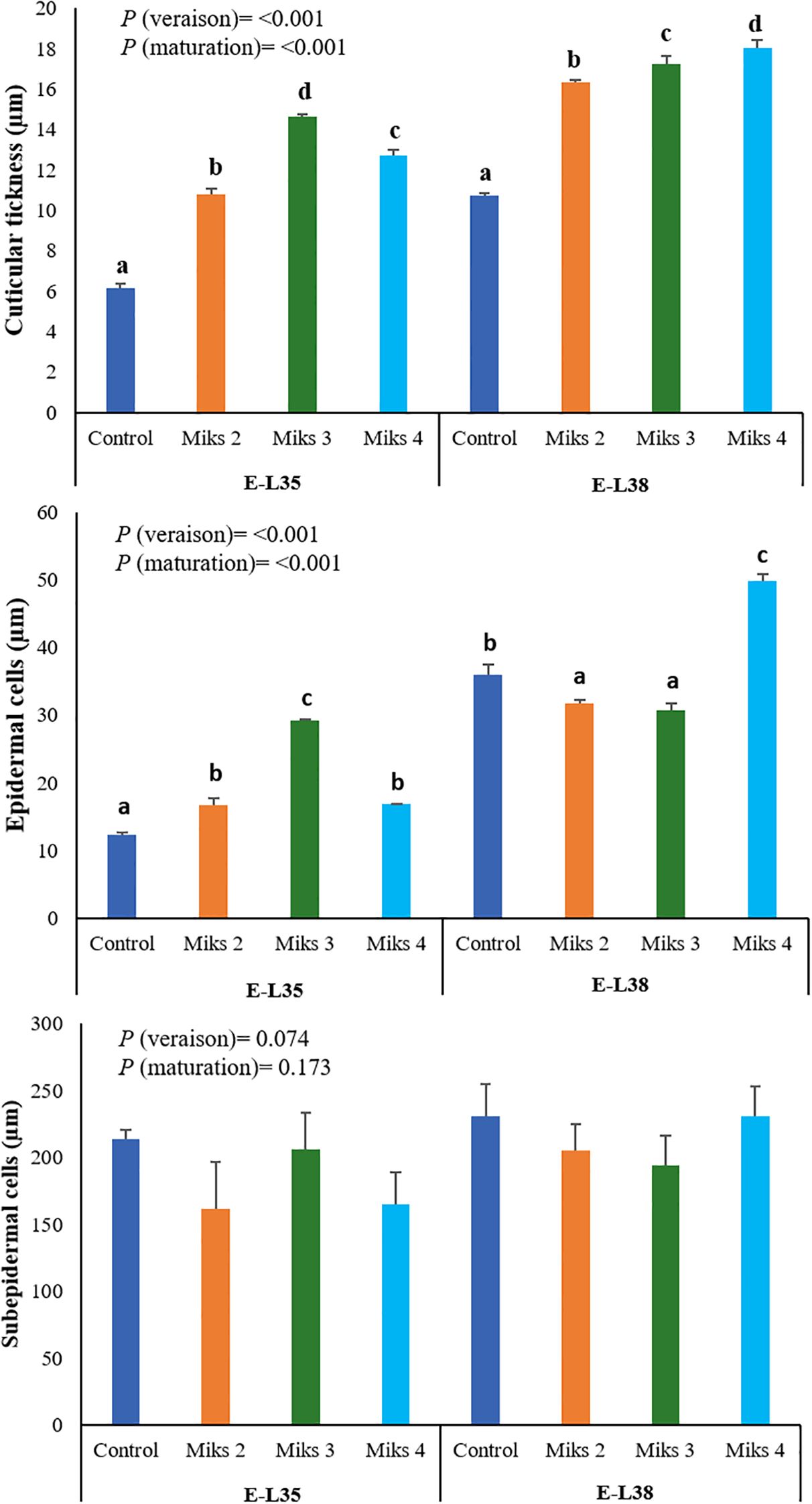 Bar charts comparing cuticular thickness, epidermal cells, and subepidermal cells at stages E-L35 and E-L38. Each chart has groups labeled Control, Miks 2, Miks 3, and Miks 4 with statistical significance values for veraison and maturation shown. Bars are color-coded, indicating different results for each group.