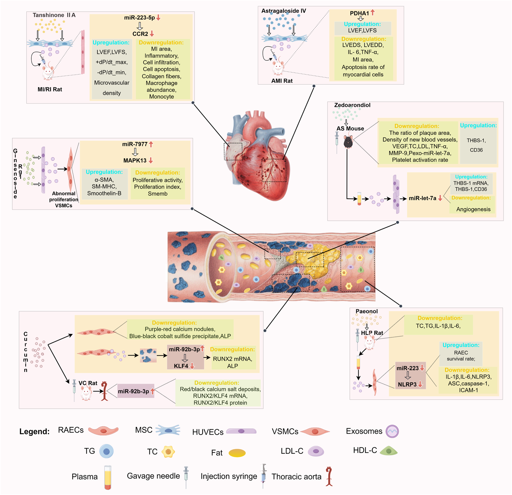 Scientific diagram illustrating the effects of various compounds on cardiovascular conditions. It features a human heart and artery with labeled pathways linking different treatments, such as Tanshinone II A, Astragaloside IV, and Zedoarondiol, to biological processes affected in MI/RI Rat, AMI Rat, HLP Rat, and AS Mouse models. Effects include upregulation or downregulation of markers like miR-223-5p and MAPK13. Visual elements such as graphs and arrows detail the regulatory outcomes and offer a legend for terms like RAECs, VSMCs, and others. The diagram emphasizes pathways affecting inflammation, apoptosis, and angiogenesis.