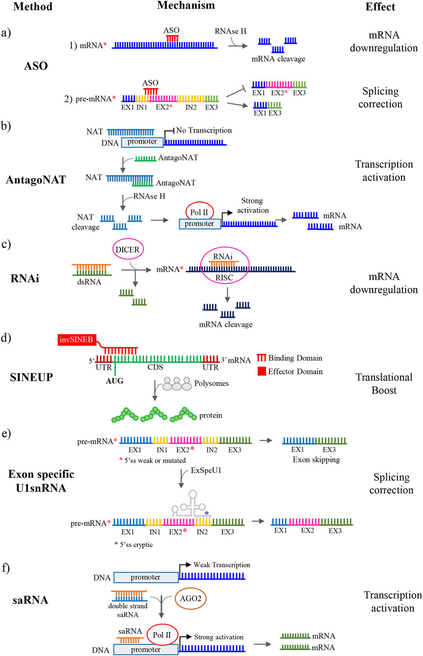 Diagram illustrating various RNA-based mechanisms and their effects. a) ASO: RNAse H mediates mRNA downregulation and corrects splicing in pre-mRNA. b) AntagoNAT: Activates transcription by preventing NAT transcription and cleaving NAT. c) RNAi: Dicer and RISC complexes facilitate mRNA cleavage, leading to downregulation. d) SINEUP: Uses inverted SINEB elements for translational boosts via binding and effector domains. e) Exon-specific U1snRNA: Promotes exon skipping and splicing correction in pre-mRNA. f) saRNA: Double-strand saRNA interacts with AGO2 for strong transcription activation with Pol II.Effects are mRNA downregulation, transcription activation, translational boost, and splicing correction.