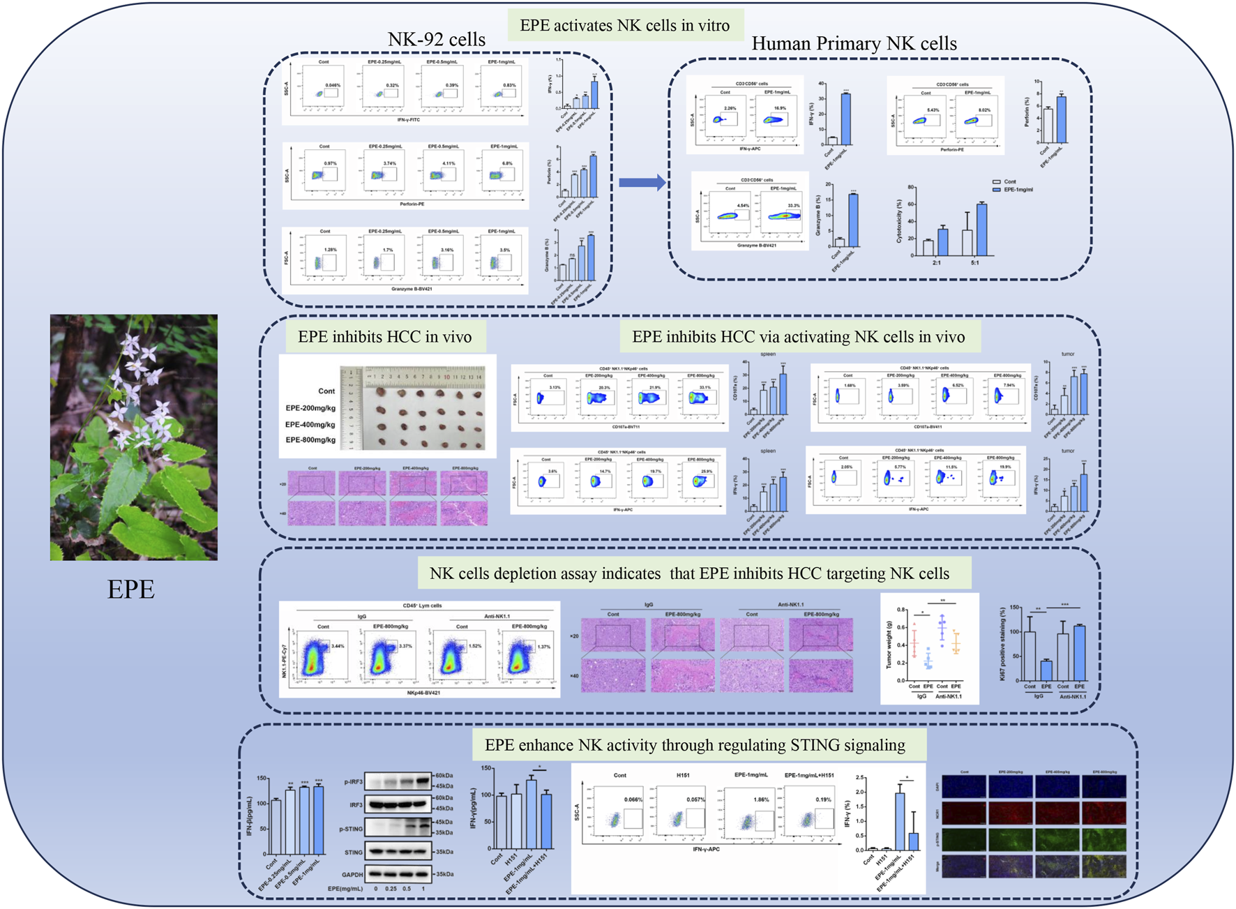 A composite scientific diagram illustrating the effects of EPE (Epimedium-derived extract) on NK cells and HCC (hepatocellular carcinoma). Includes flow cytometry graphs, bar charts, histology images, and Western blots. EPE is shown to activate NK-92 and human primary NK cells, inhibit HCC in vivo, and enhance NK activity via STING signaling. A plant image depicting EPE is included. The diagrams indicate statistical data and experimental results, emphasizing EPE's potential therapeutic effects through NK cell activation and HCC inhibition.