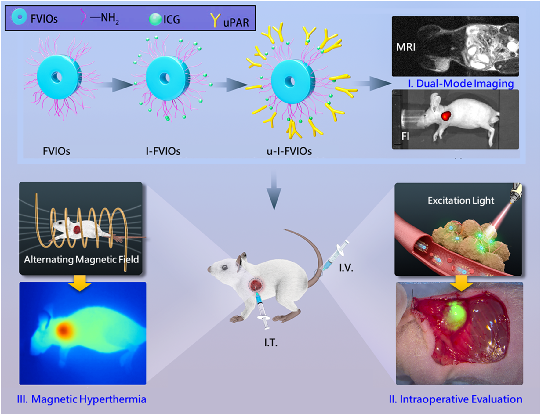 Diagram illustrating the process and applications of ferrimagnetic vortex iron oxide (FVIOs). Top section shows their evolution into I-FVIOs and u-I-FVIOs with dual-mode imaging using MRI and fluorescence in mice. The middle part depicts a mouse undergoing intravenous and intratumoral injections. Bottom left section, labeled “Magnetic Hyperthermia,” displays an alternating magnetic field applied to a mouse, creating a thermal image. Bottom right section, labeled “Intraoperative Evaluation,” shows excitation light application on tissue, highlighting fluorescence in surgical exploration. The entire process emphasizes advancements in medical imaging and treatment.