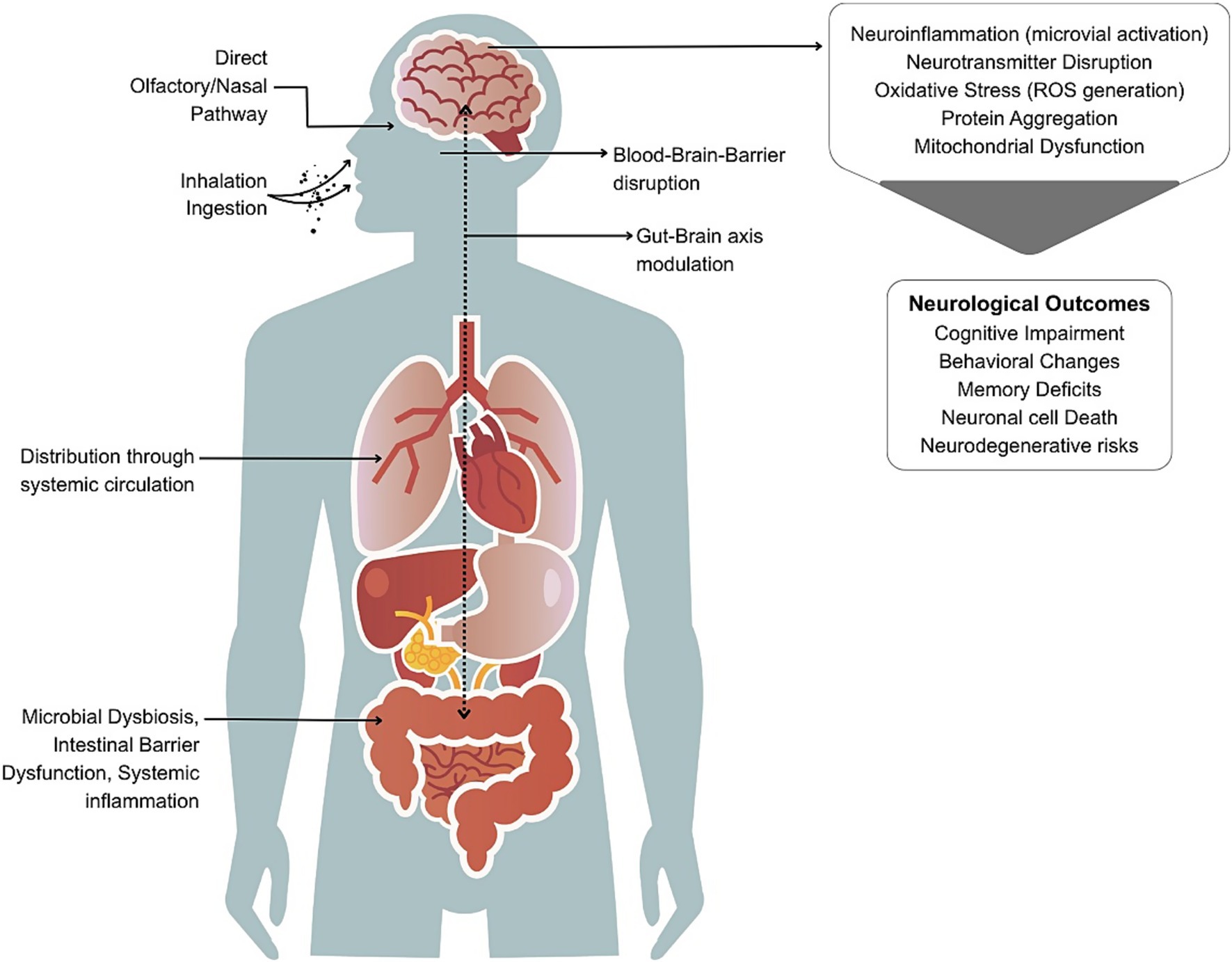 Diagram showing how micro- and nanoplastics (MNPs) enter the human body and affect the brain. MNPs from food, water, and air enter into the body through ingestion and inhalation. Inhaled particles reach the brain via the nasal or olfactory route, bypassing the blood–brain barrier (BBB). Ingested particles disturb gut microbiota and intestinal barriers, causing inflammation and allowing MNPs to enter systemic circulation. From the bloodstream, MNPs can cross the BBB and impact the brain through both direct transport and gut-brain axis pathways. Within the brain, MNPs can induce oxidative stress, neuroinflammation, neurotransmitter imbalance, and protein aggregation, ultimately leading to cognitive, behavioral, and neurodegenerative effects.