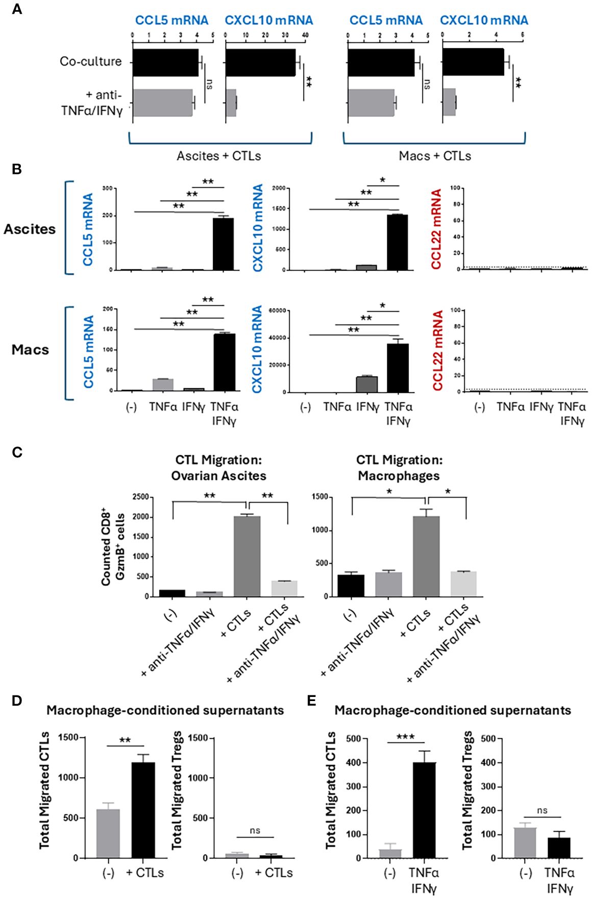 Graphs display the impact of cytokines on mRNA levels and cell migration. A shows CCL5 and CXCL10 mRNA expression in co-cultures with and without anti-TNFα/IFNγ. B compares mRNA levels in ascites and macrophages under different cytokine treatments. C illustrates CTL migration in ovarian ascites and macrophages, with significant differences marked. D and E present total migrated CTLs and Tregs in macrophage-conditioned supernatants, indicating variations with CTL presence and cytokine treatment. Statistical significance is marked as ns, **, ***, and ****.