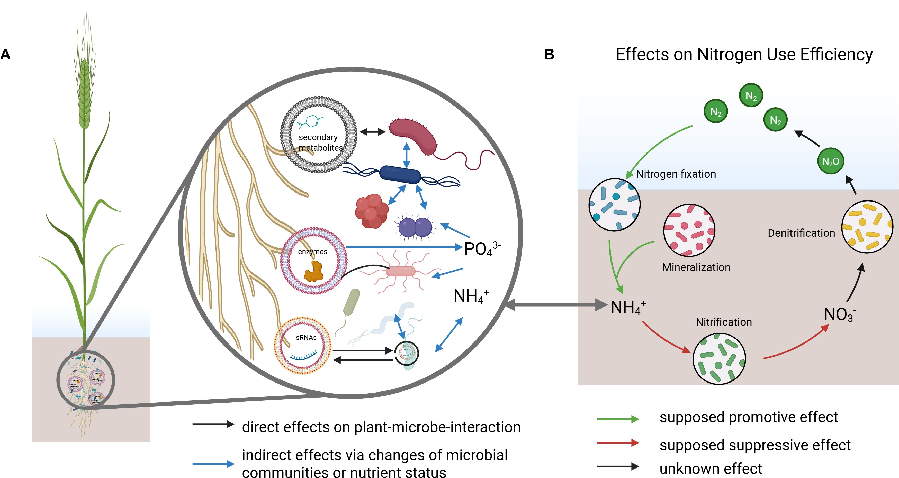 Illustration with two panels. Panel A shows a conceptual model of rhizosphere interactions where extracellular vesicles (EVs) released from plant roots deliver secondary metabolites, proteins, and small RNAs (sRNAs) to surrounding microorganisms. Arrows represent direct effects on plant–microbe interactions and indirect effects through changes in microbial communities or nutrient status. Panel B highlights the proposed effects of EV-mediated interactions on nitrogen use efficiency, linking nitrogen fixation, mineralization, nitrification, and denitrification. The ammonium pool (NH₄⁺) connects the two panels. Primary metabolites are excluded, as their exudation is independent of EV release and well established.