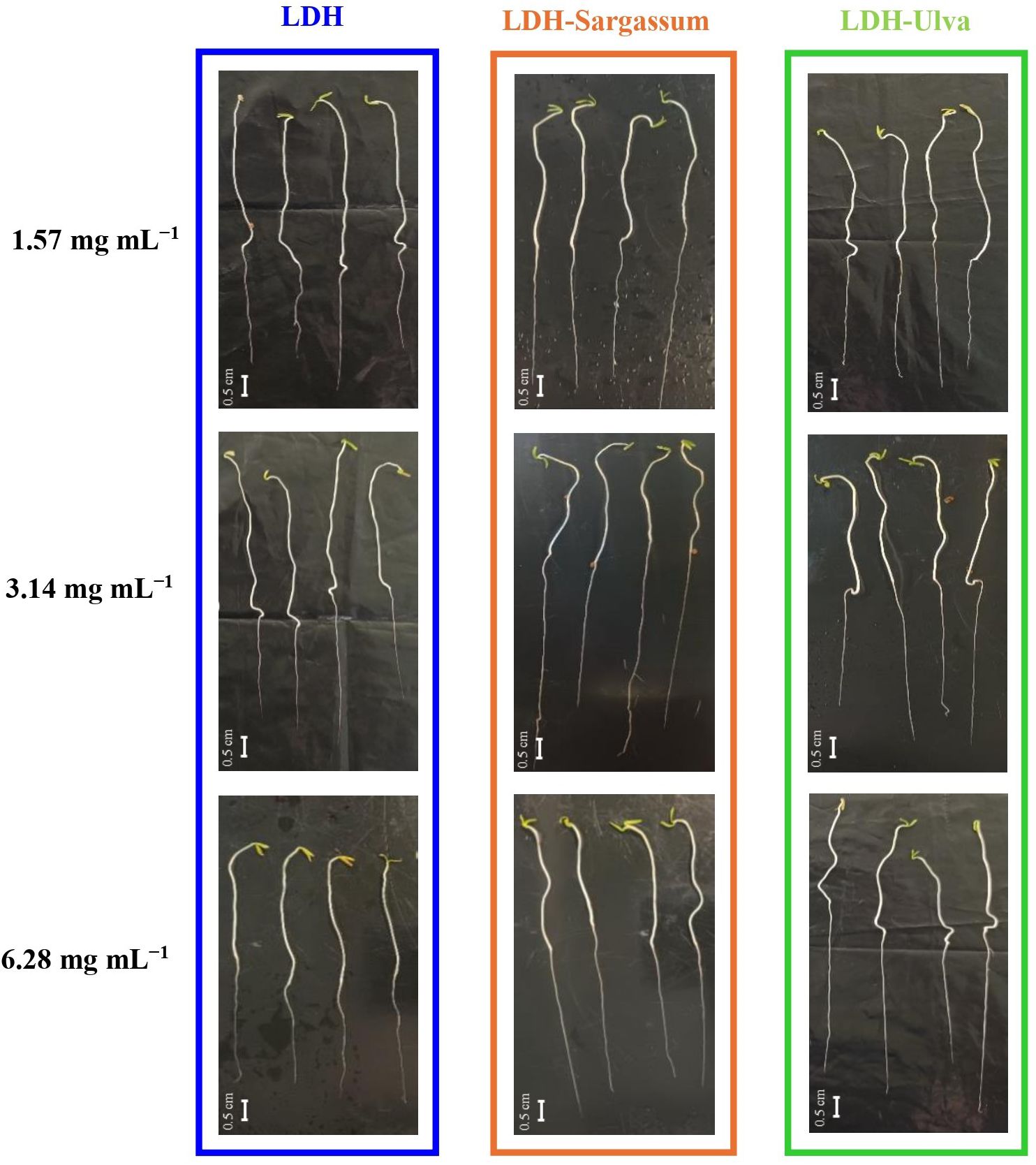 Three columns of plant growth experiments comparing LDH, LDH-Sargassum, and LDH-Ulva treatments on a dark background. Each column shows three images with varying concentrations: 1.57 milligrams per milliliter, 3.14 milligrams per milliliter, and 6.28 milligrams per milliliter. Plant roots and shoots are visible, showcasing differences in growth across treatments. Scale bars indicate 0.5 centimeters.
