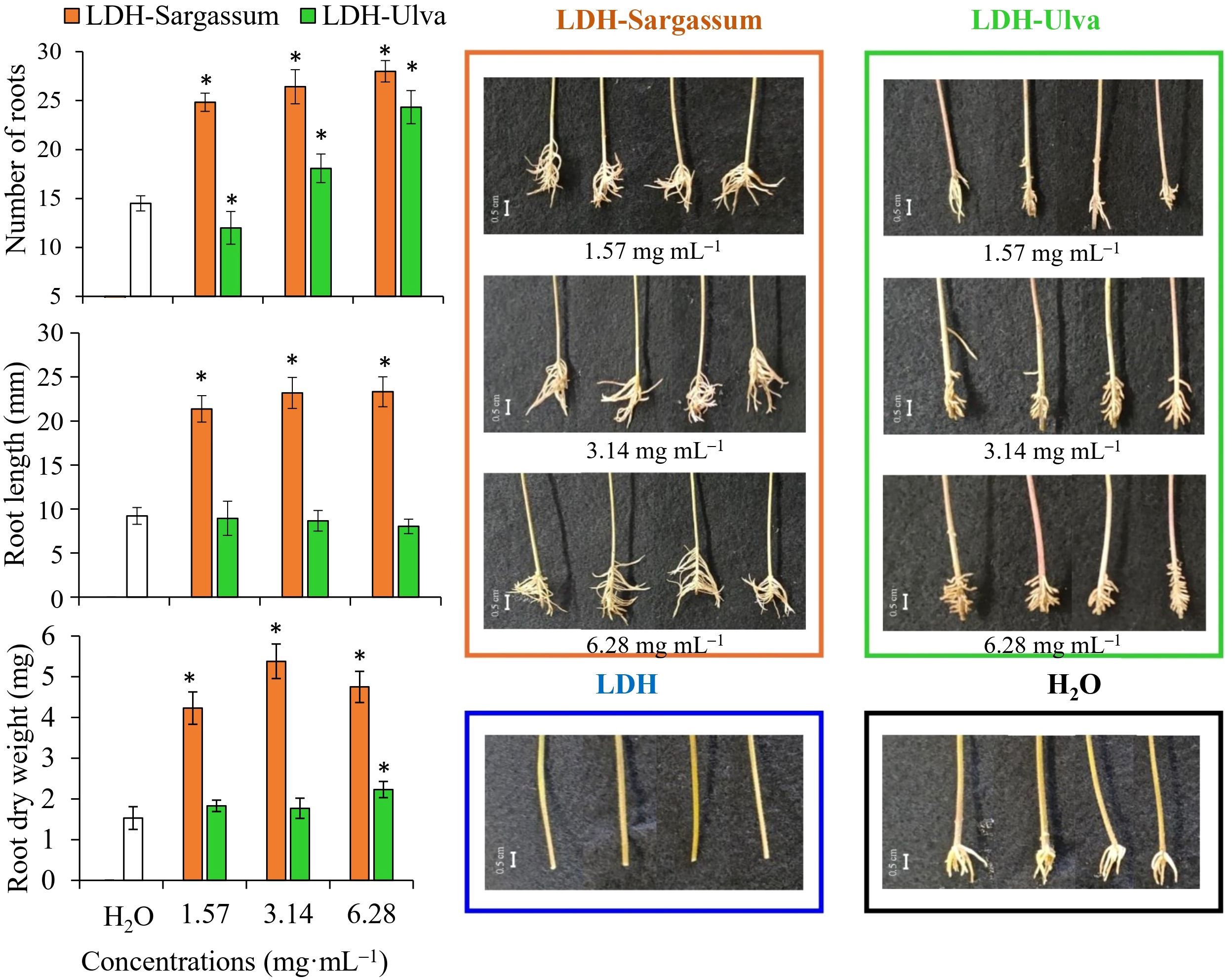 Bar charts and images showing the effects of LDH-Sargassum and LDH-Ulva treatments at various concentrations on root number, length, and dry weight. The LDH-Sargassum treatment shows higher values compared to LDH-Ulva and the water control. Photographic comparisons of roots illustrate these differences across treatments and concentrations.