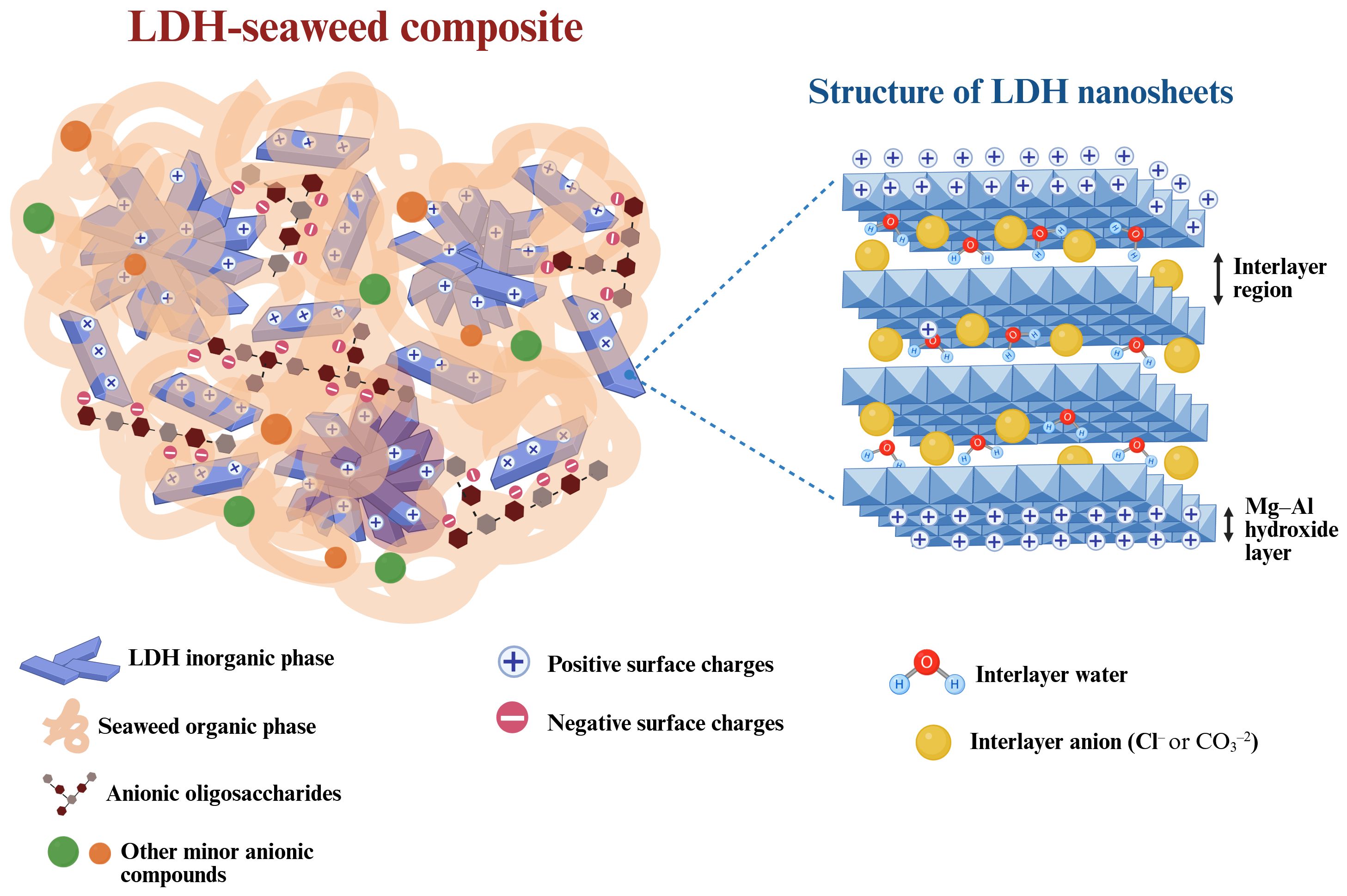 Illustration of an LDH-seaweed composite showing overlapping layers of LDH inorganic and seaweed organic phases containing positive and negative surface charges, anionic oligosaccharides, and minor anionic compounds. The structure of LDH nanosheets displays layers of Mg-Al hydroxide with interlayer regions containing water and interlayer anions like chloride or carbonate.