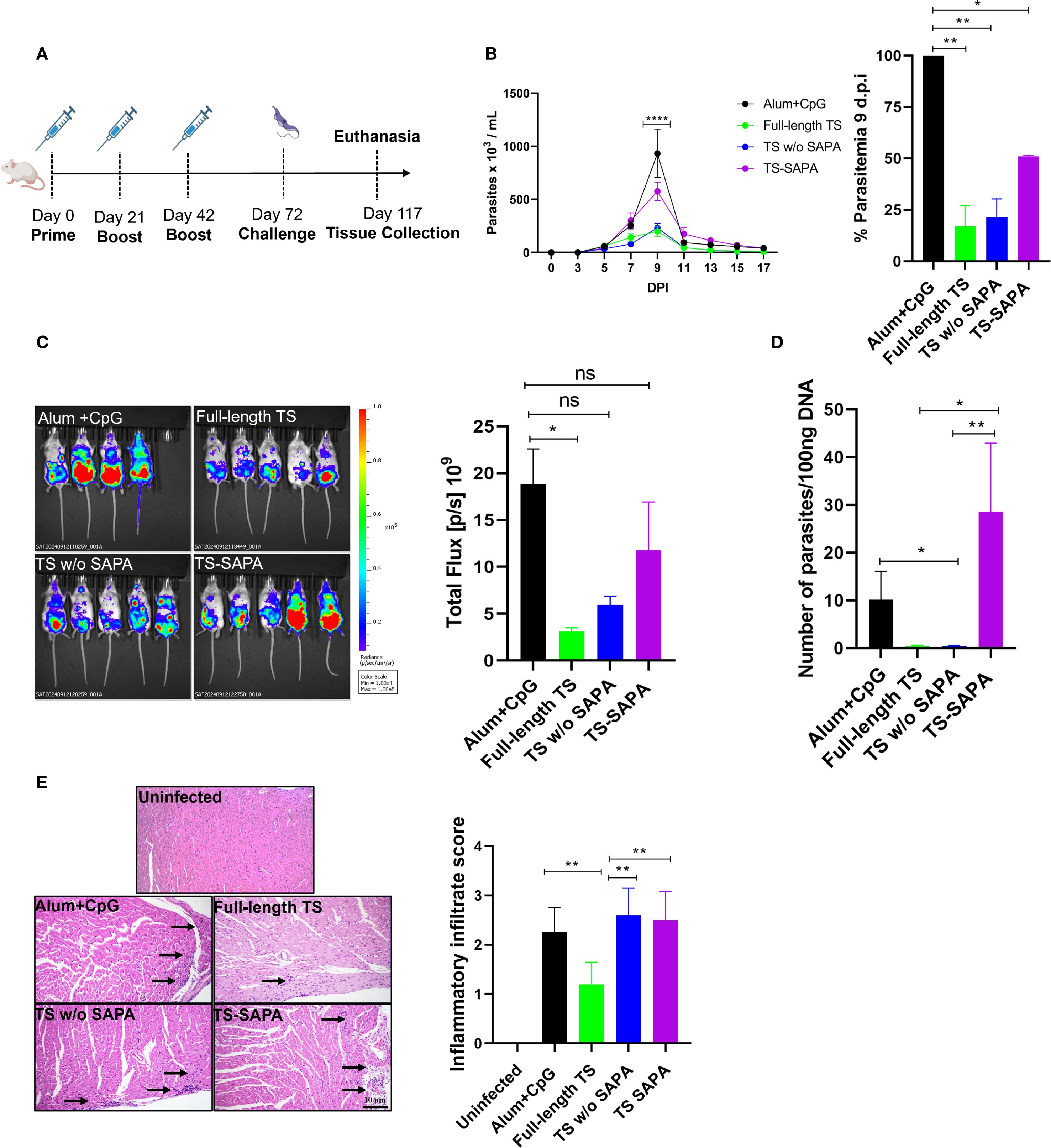 Illustration showing an experimental study with multiple panels. Panel A depicts a timeline of study events including priming, boosting, challenge, and tissue collection. Panel B presents a line graph of parasite levels over days post-infection, with significant peaks noted. Panel C includes bioluminescent images of mice treated with different formulations, accompanied by a bar graph of total flux. Panel D displays a bar graph of parasite numbers per DNA sample under different conditions. Panel E shows histological images of tissue inflammation with a bar graph scoring inflammatory infiltrate across treatments. Statistical significance is denoted by asterisks.