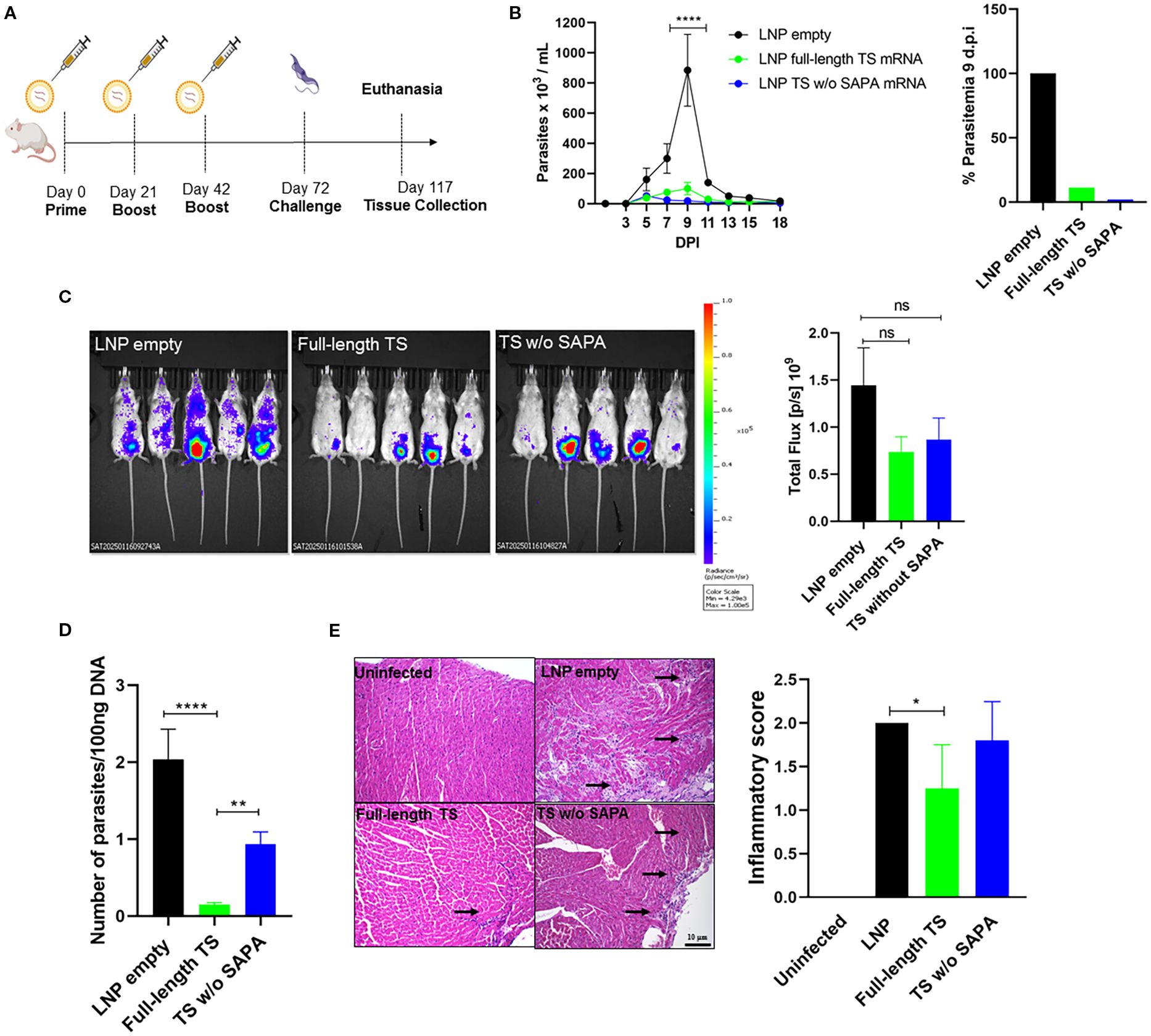 The image contains multiple panels depicting a scientific experiment on mice: A) Timeline of the vaccination and challenge schedule from day 0 to day 117. B) Line and bar graphs showing parasitemia levels over time in mice treated with LNP empty, full-length TS mRNA, and TS without SAPA mRNA. C) Bioluminescent images of mice showing differences in parasite load among treatments, with a bar graph comparing total flux. D) Bar graph displaying the number of parasites per 100 nanograms of DNA across different treatments. E) Histological images of liver tissue with varying inflammatory scores; a bar graph compares scores between groups. Experiment highlights the effects of different mRNA vaccine formulations.