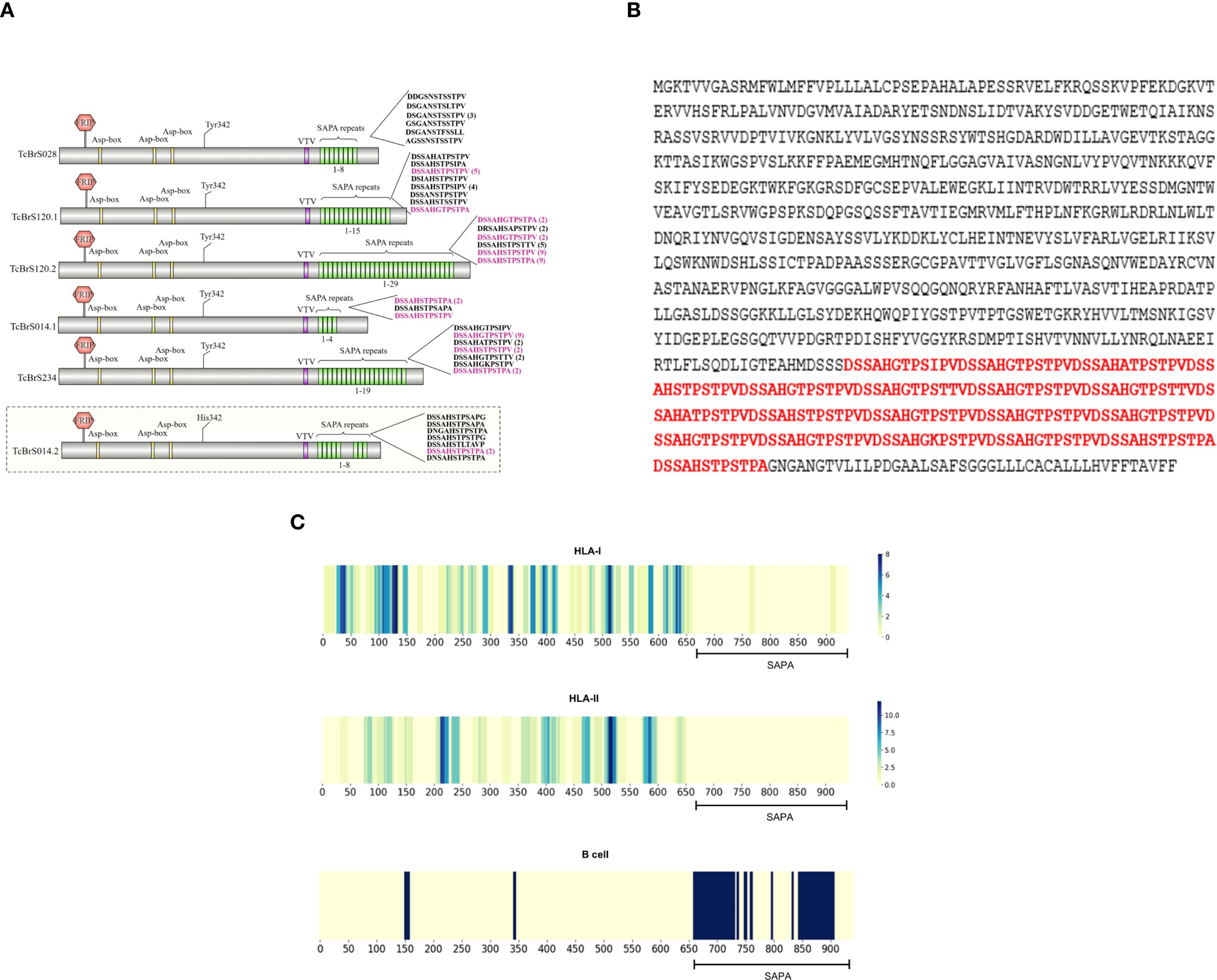 Panel A illustrates different TcI gene structures, each with Sapa repeats and positions. Panel B displays protein sequences with highlighted repeated motifs in red. Panel C contains bar graphs showing epitope density for HLA-I, HLA-II, and B cell along the active trans-sialidase, using a light to dark color gradient to indicate intensity