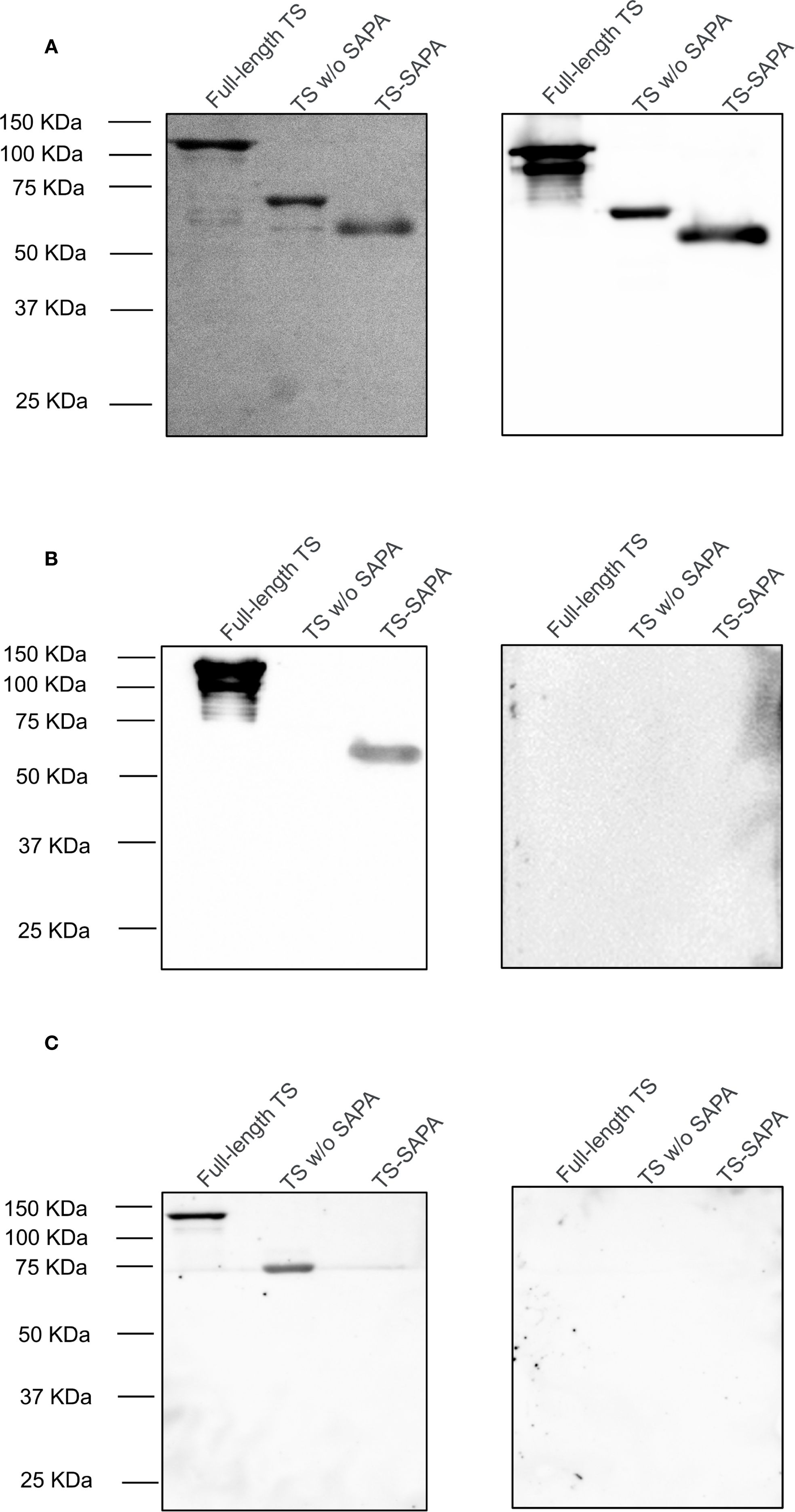 Western blot analysis with three panels labeled A, B, and C. Each panel has two blots comparing full-length TS, TS without SAPA, and TS-SAPA. Molecular weights are shown on the left ranging from 25 KDa to 150 KDa. Blots show protein bands of varying intensity and size, demonstrating differential expression across conditions.