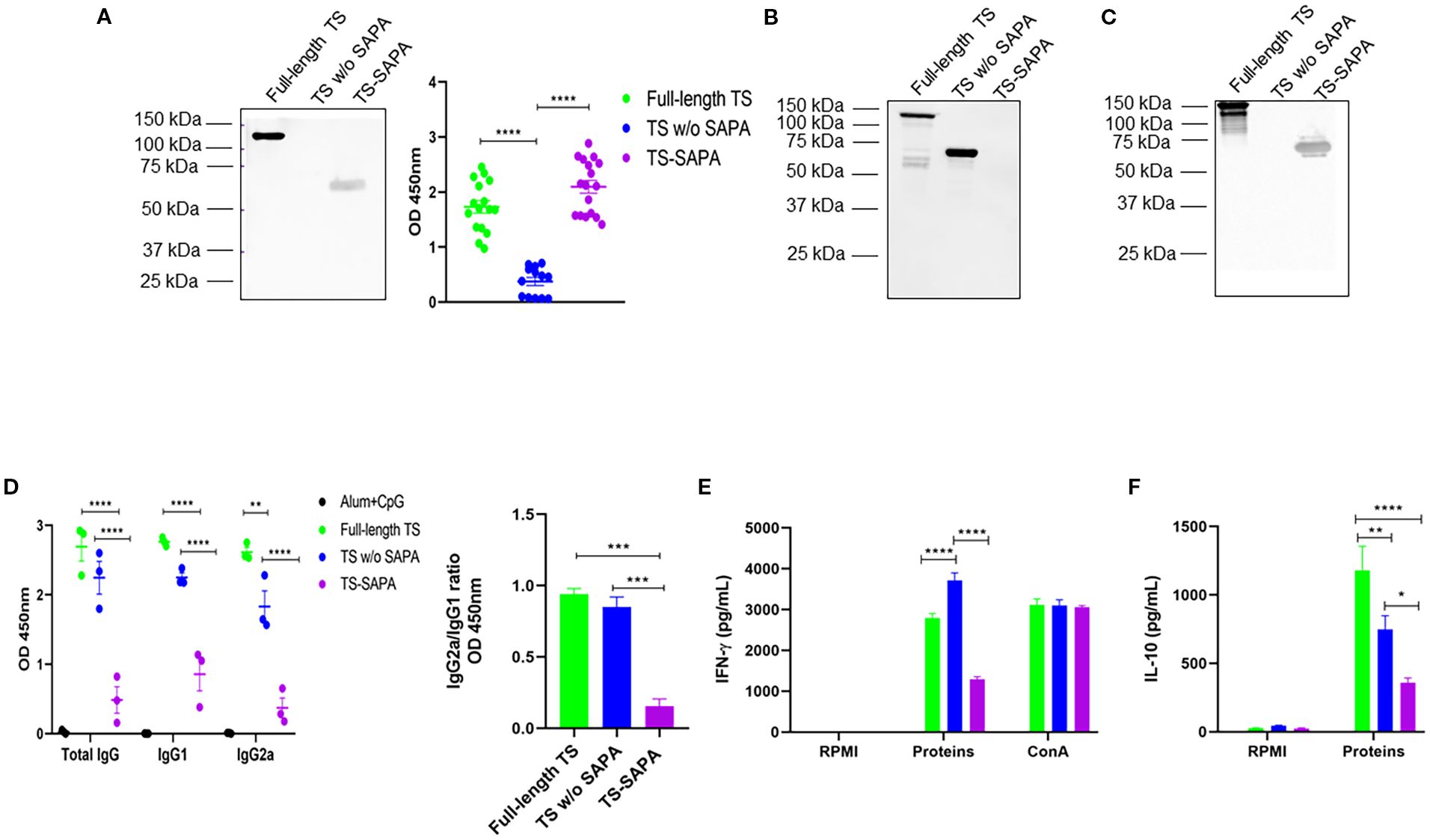 Scientific figure with six panels labeled A to F. Panel A shows a protein blot and scatter plot comparing full-length TS, TS without SAPA, and TS-SAPA, indicating significant differences. Panels B and C display similar protein blots with indicated molecular weight markers. Panel D presents a bar graph of OD 450nm values for Total IgG, IgG1, and IgG2a, showing statistical differences among the groups. Panel E features a bar graph illustrating IFN-gamma levels with significant differences across treatments. Panel F displays IL-10 levels, highlighting statistical differences.