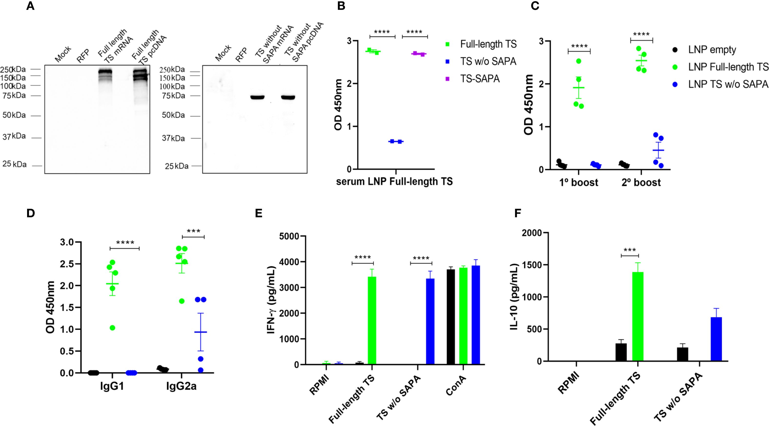 Collage of scientific data images including graphs and a gel electrophoresis image. (A) Western blot shows protein bands from different samples with molecular weights indicated. (B) Graph displays serum LNP full-length TS with significant differences in OD 450nm between samples. (C) Comparison of boosts showing OD 450nm for various LNP formulations. (D) Graph depicts IgG1 and IgG2a levels with significant differences in OD 450nm. (E) IFN-γ levels shown in pg/mL for different treatments. (F) IL-10 levels displayed in pg/mL with significant differences noted. Statistical significance is indicated by asterisks.