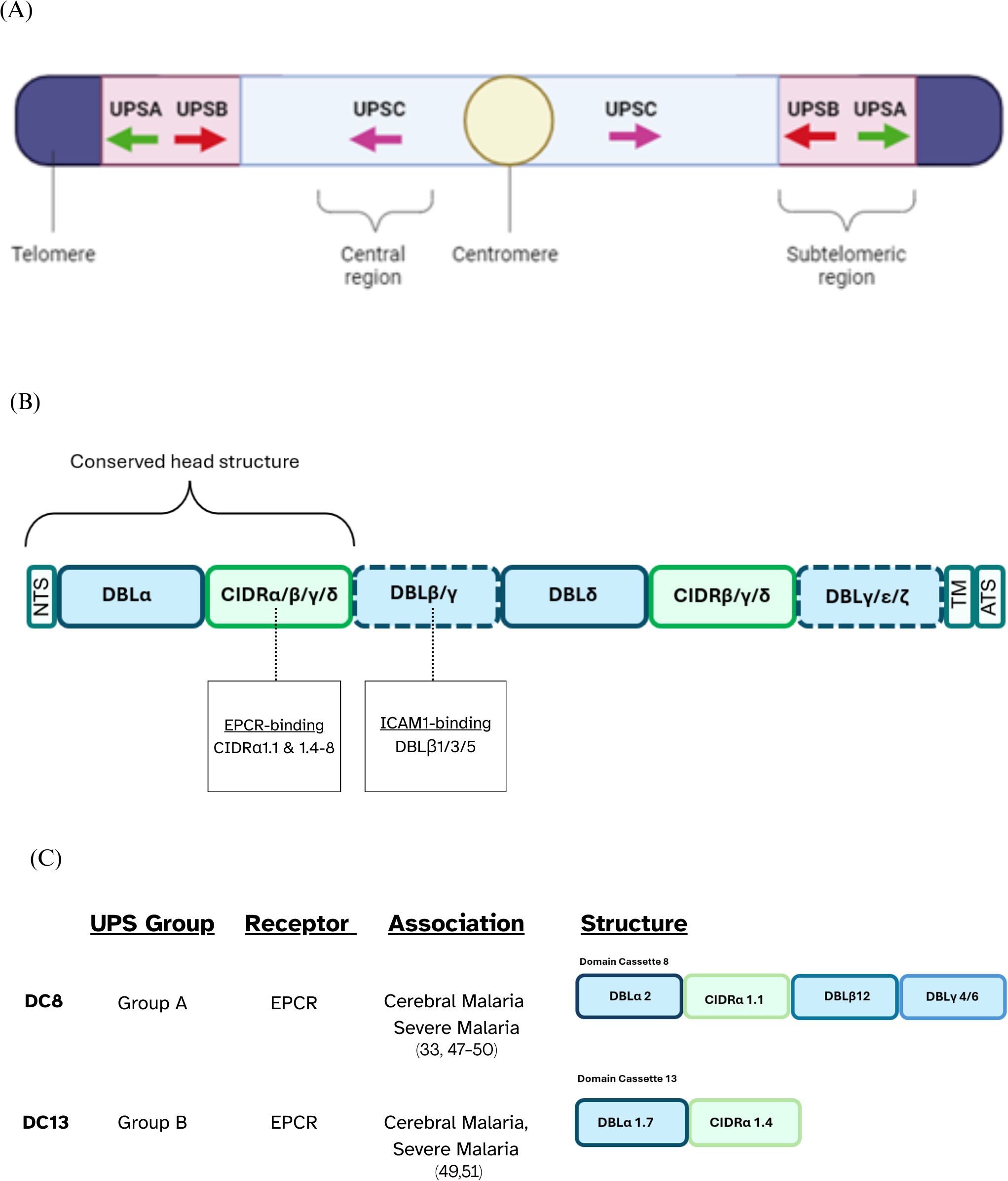 Diagram depicting a three-panel illustration of gene structure. (A) Shows a schematic of a chromosome with subtelomeric regions labeled UPSA and UPSB, central region UPSC, and a centromere. (B) Depicts a protein domain structure with conserved head structure, including DBLα, CIDRα/β/γ/δ, and other domains. Lines indicate EPCR-binding and ICAM1-binding sites. (C) Presents a table detailing UPS Groups DC8 and DC13, their receptors, associations with cerebral and severe malaria, and specific domain structures.