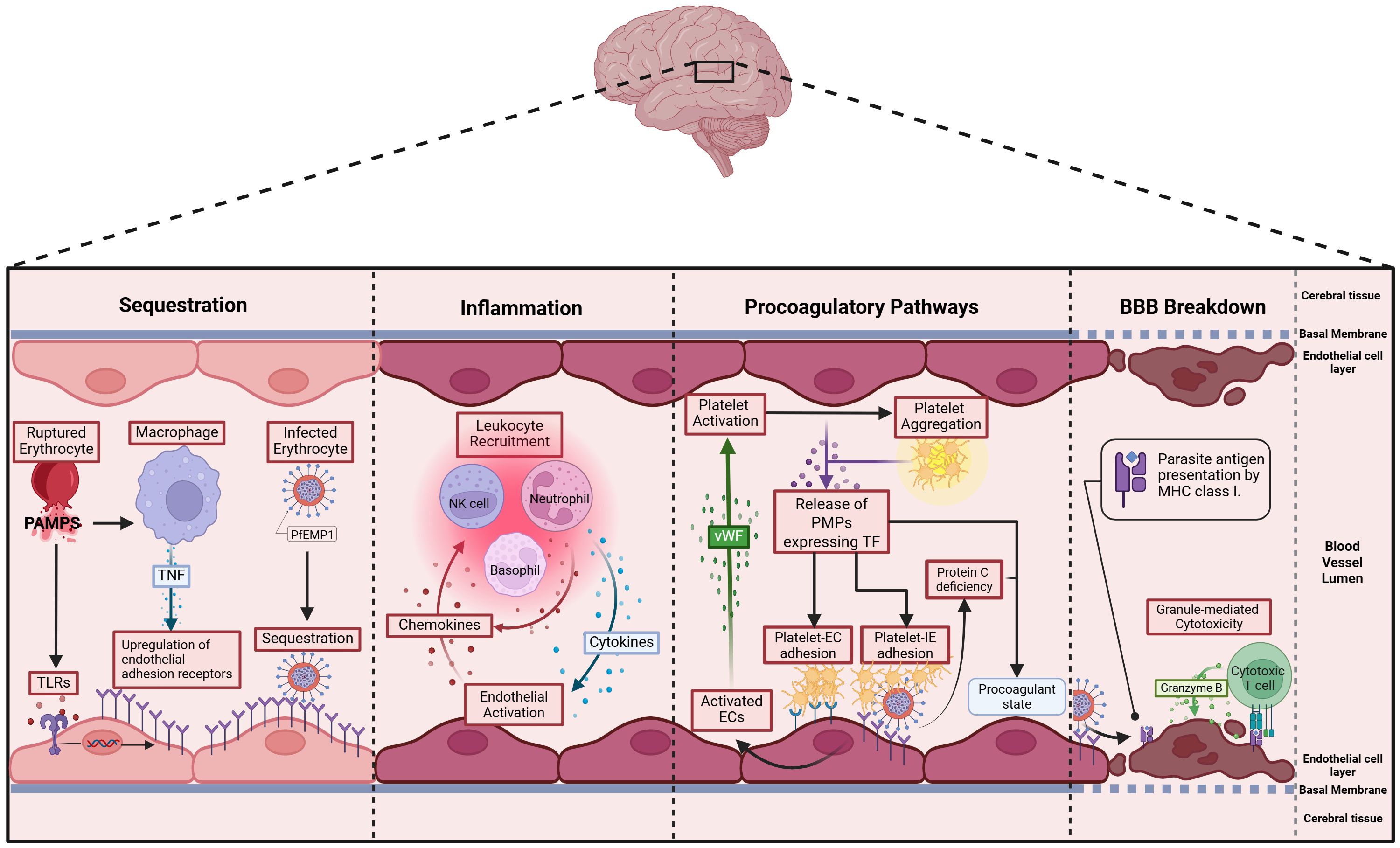 Diagram showing the pathological processes in cerebral malaria, including sequestration, inflammation, procoagulatory pathways, and blood-brain barrier breakdown. Sections illustrate interactions between erythrocytes, macrophages, leukocytes, platelets, and endothelial cells, with processes like sequestration, leukocyte recruitment, platelet activation, and antigen presentation. The diagram connects these processes to cerebral tissue damage.