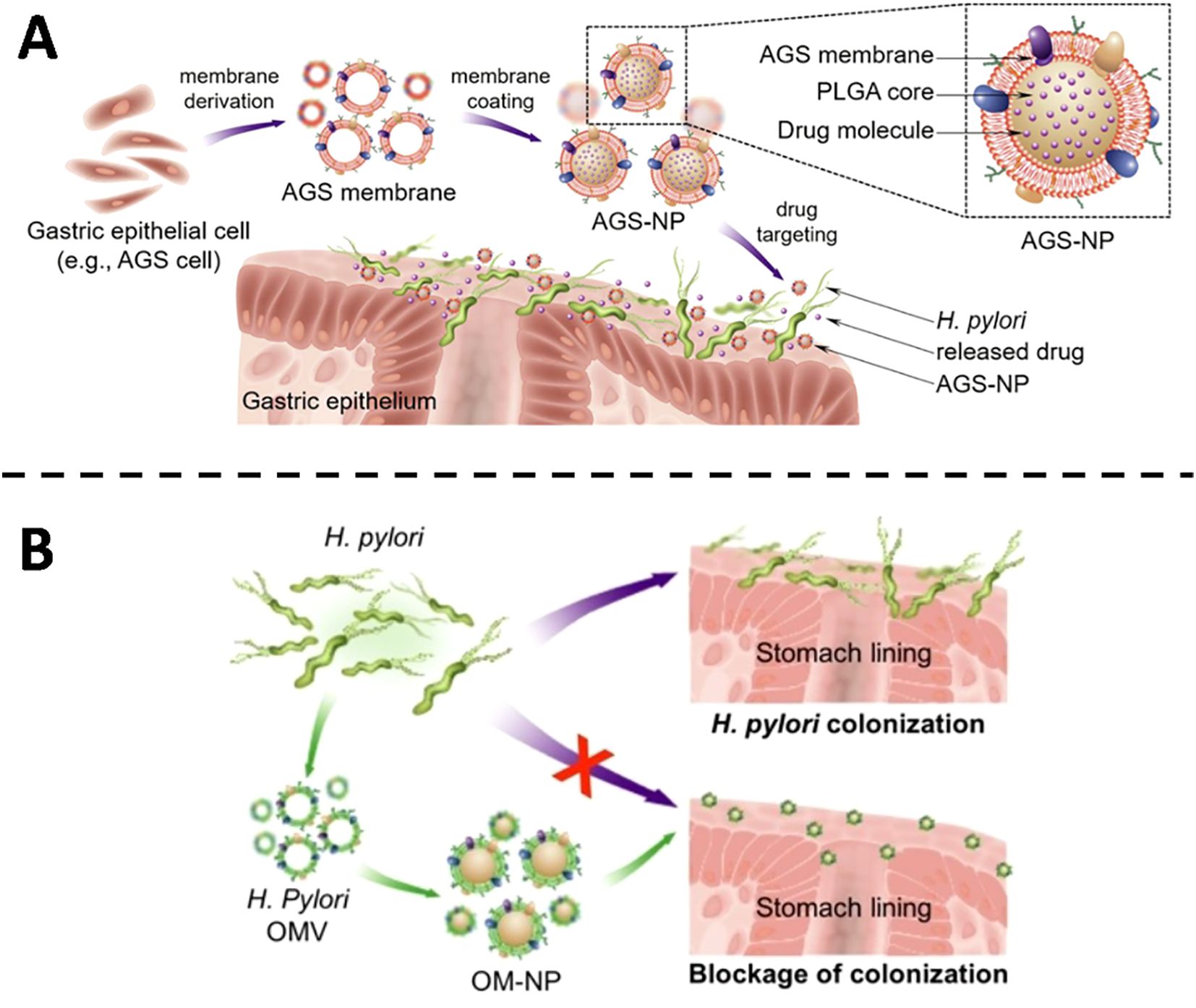 (A) Illustration of membrane-coated nanoparticles targeting H. pylori in the gastric epithelium. AGS membrane derivation is depicted, leading to AGS-NP formation. Labeled elements include the AGS membrane, PLGA core, and drug molecule. (B) Illustration showing H. pylori colonization on the stomach lining, contrasted with the use of OM-NP to block colonization. H. pylori attaches to the gastric membrane, but OM-NP prevents attachment, illustrating blockage of colonization.