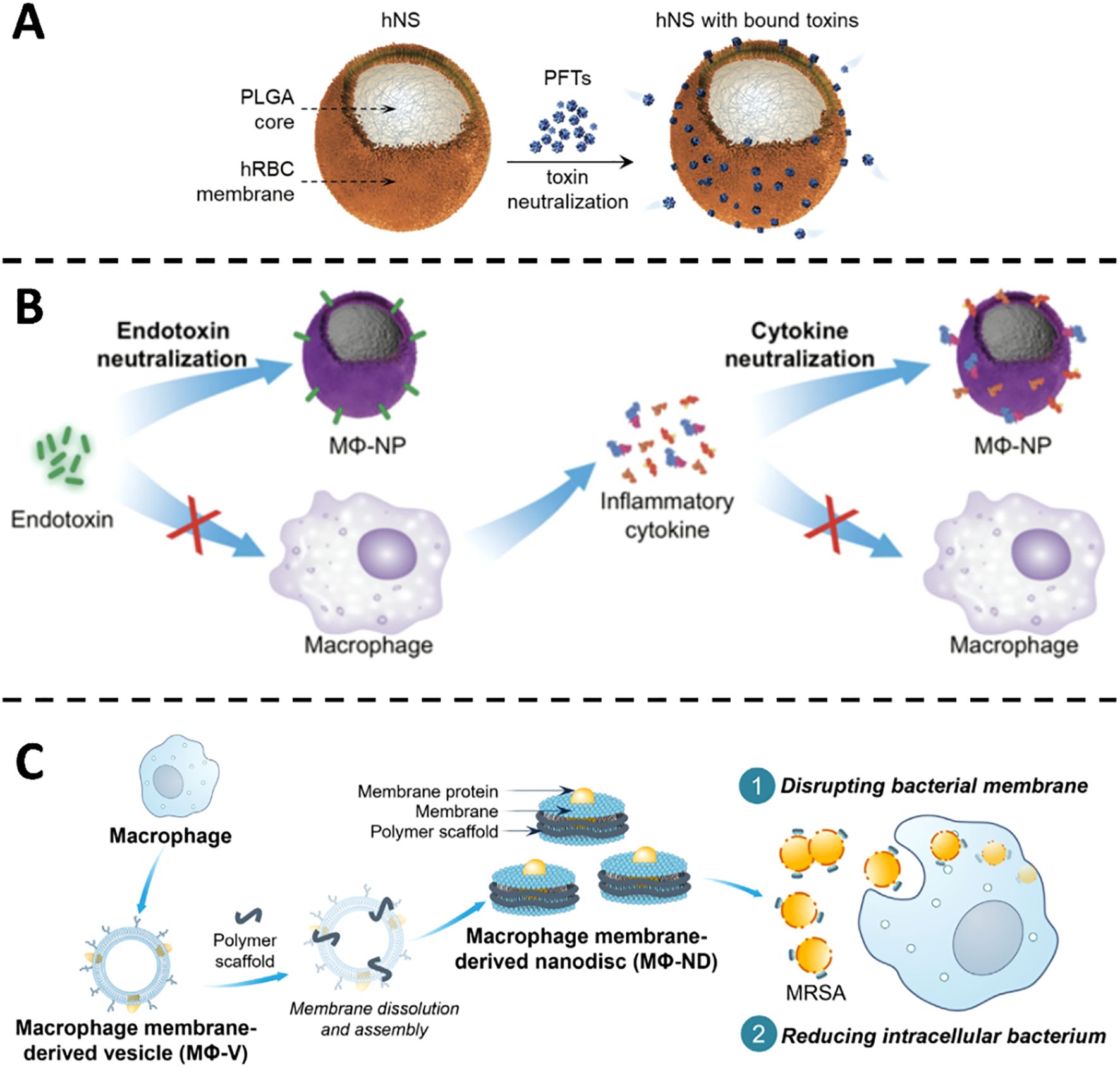 Diagram illustrating scientific concepts in three panels: A. Shows hNS with a PLGA core and hRBC membrane neutralizing toxins (PFTs). B. Depicts macrophage nanoparticles (MΦ-NP) neutralizing endotoxins and inflammatory cytokines. C. Illustrates macrophage-derived vesicles forming nanodiscs that disrupt bacterial membranes and reduce intracellular MRSA.