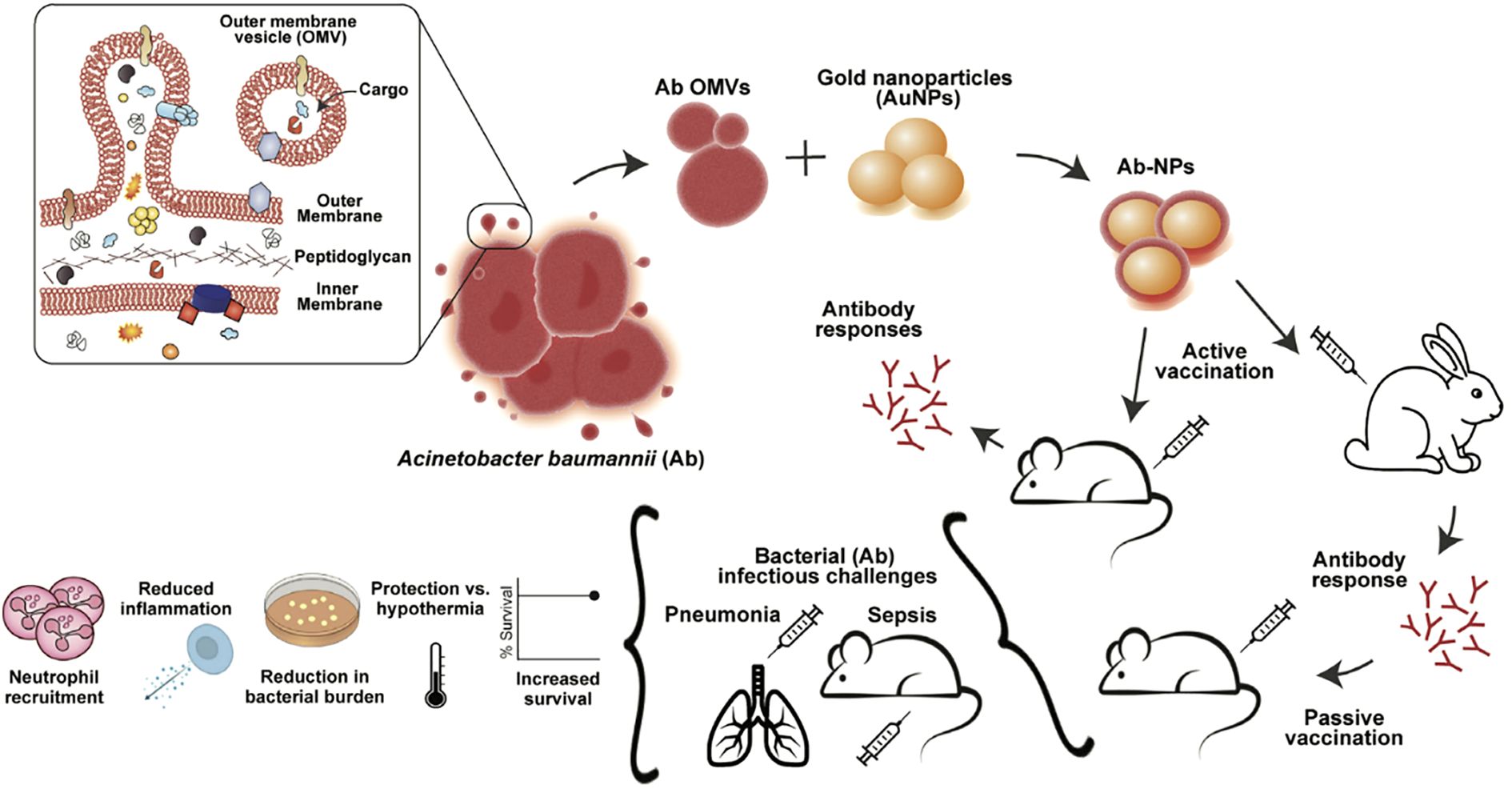 Diagram showing the use of Acinetobacter baumannii (Ab) outer membrane vesicles (OMVs) combined with gold nanoparticles (AuNPs) to create Ab-NPs for vaccination. The process induces antibody responses and includes active vaccination in rabbits and passive vaccination in mice. Benefits include neutrophil recruitment, reduced inflammation, decreased bacterial burden, protection against hypothermia, and increased survival. The vaccine combats bacterial infections such as pneumonia and sepsis in mice.